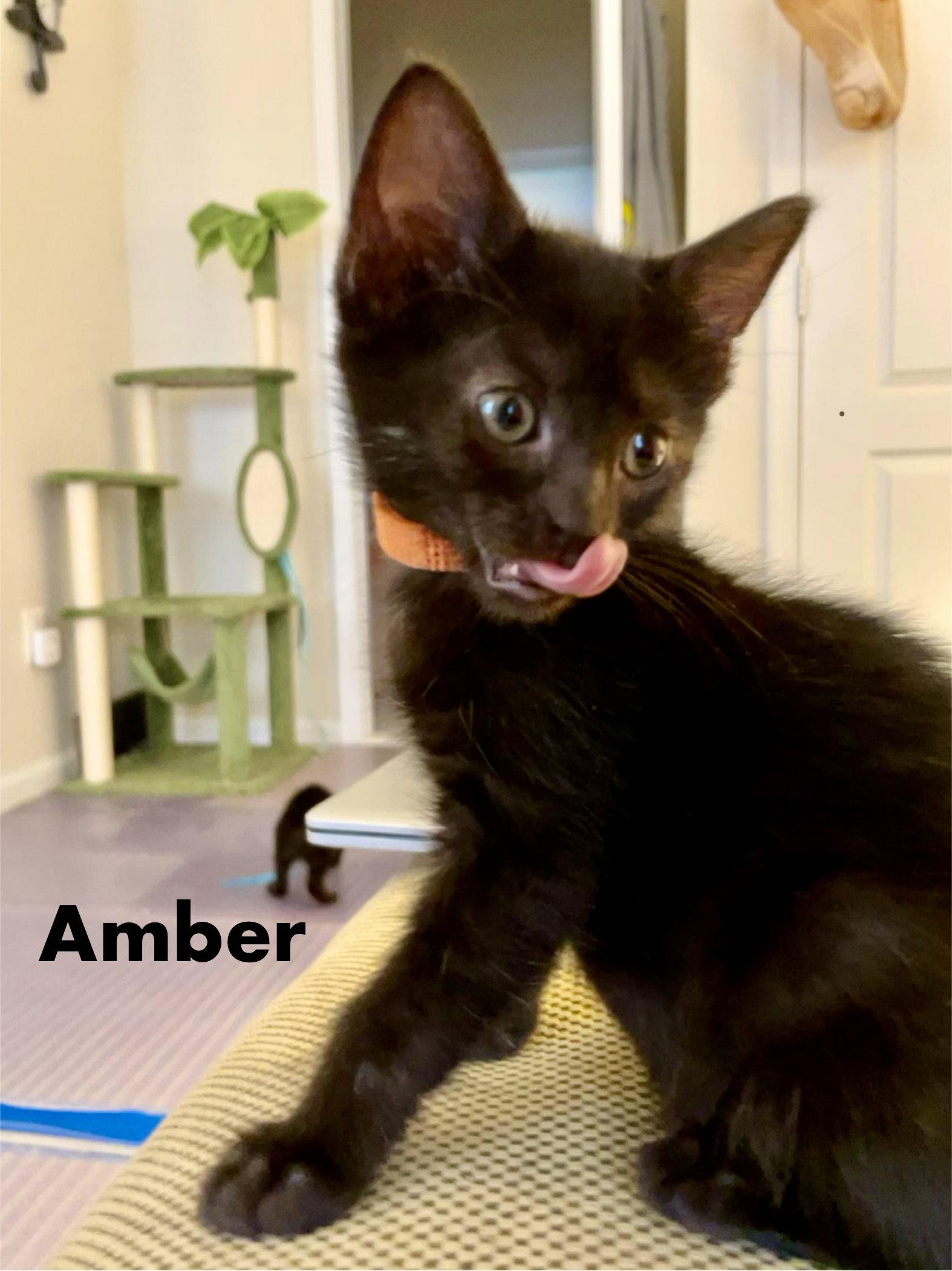 Amber, a Adoptable Domestic Short Hair in Reston, VA image 2/3