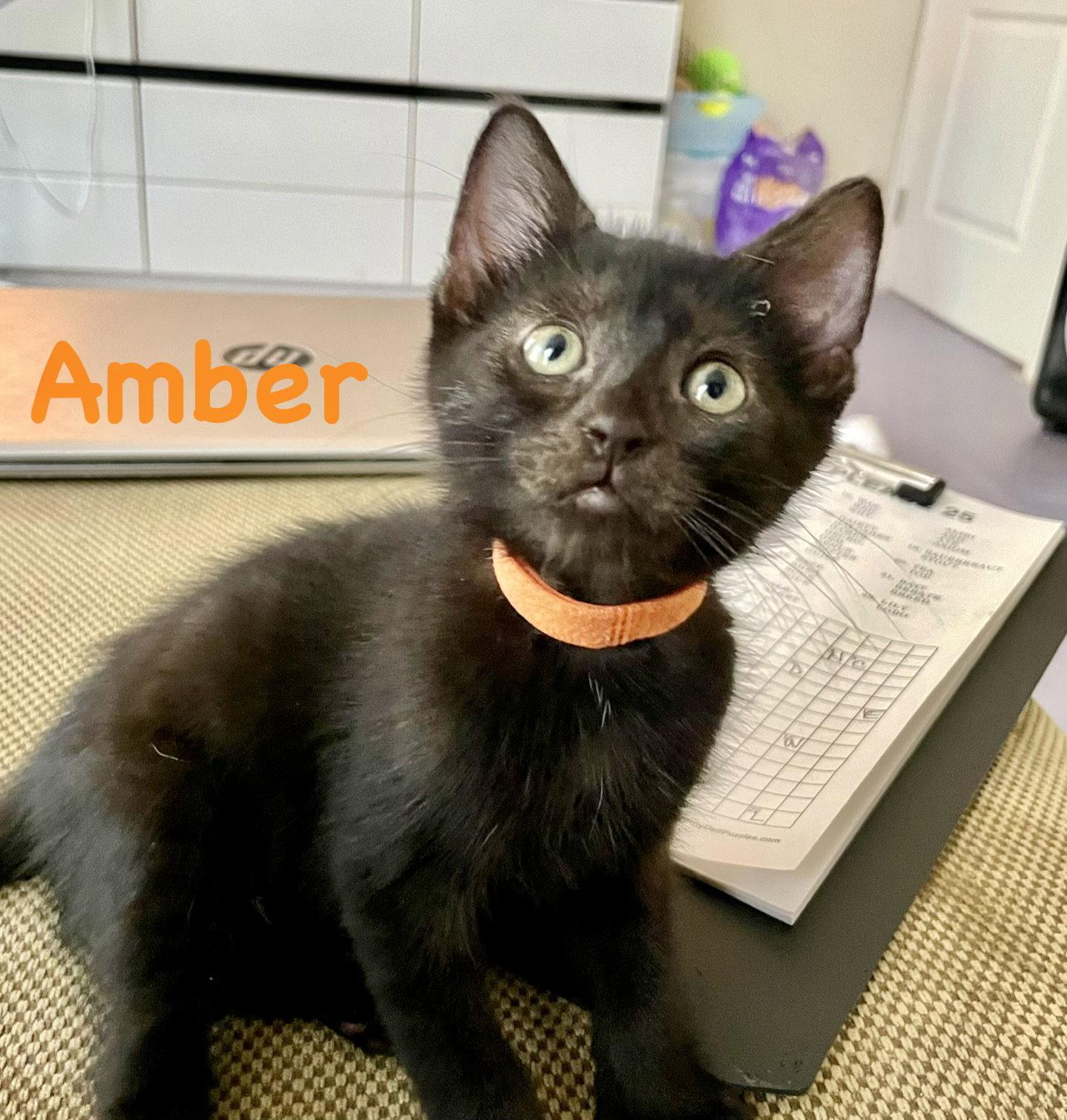 Amber, a Adoptable Domestic Short Hair in Reston, VA image 3/3
