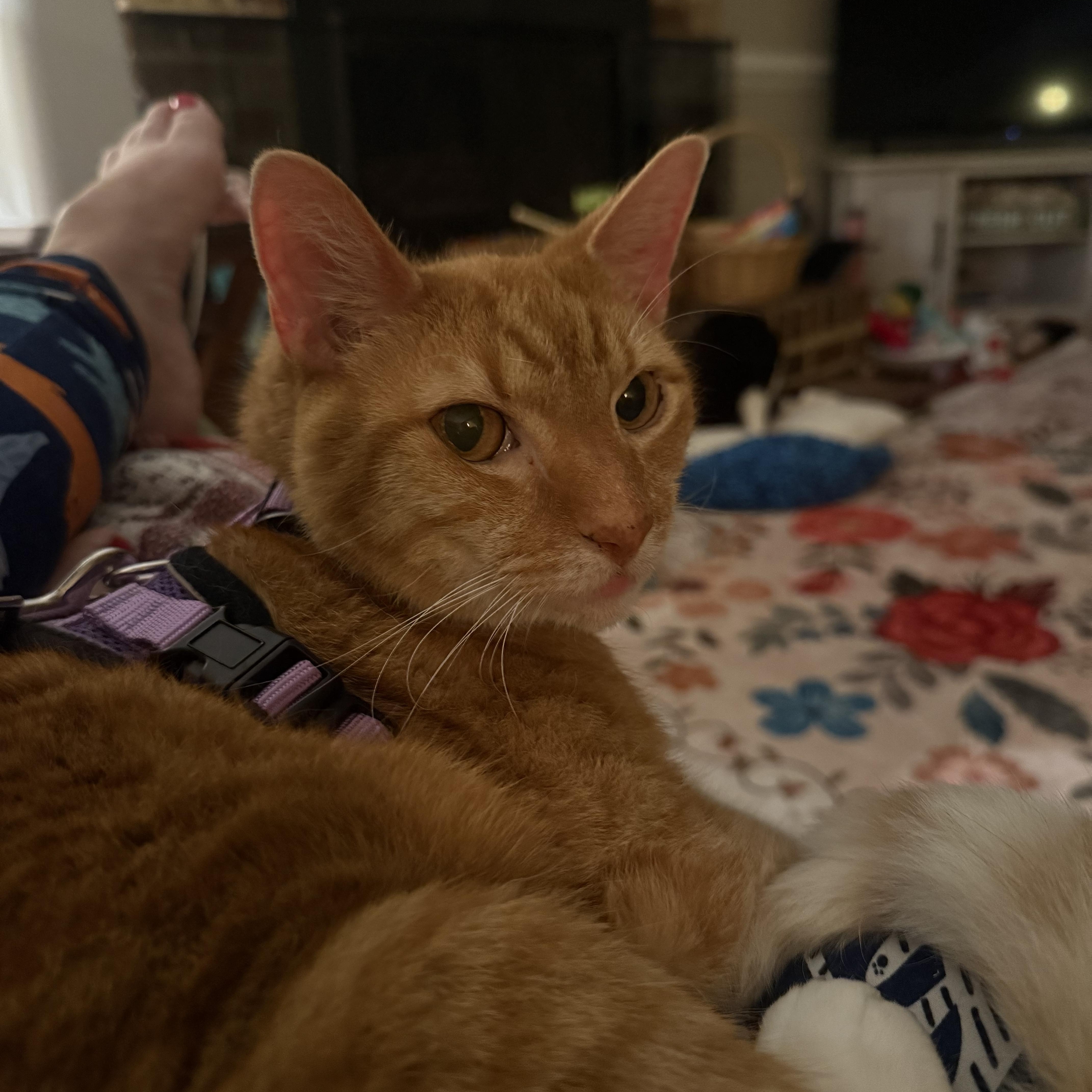 Enlarge Mushu, a ADOPTABLE American Shorthair in North Chesterfield, VA image 5/5