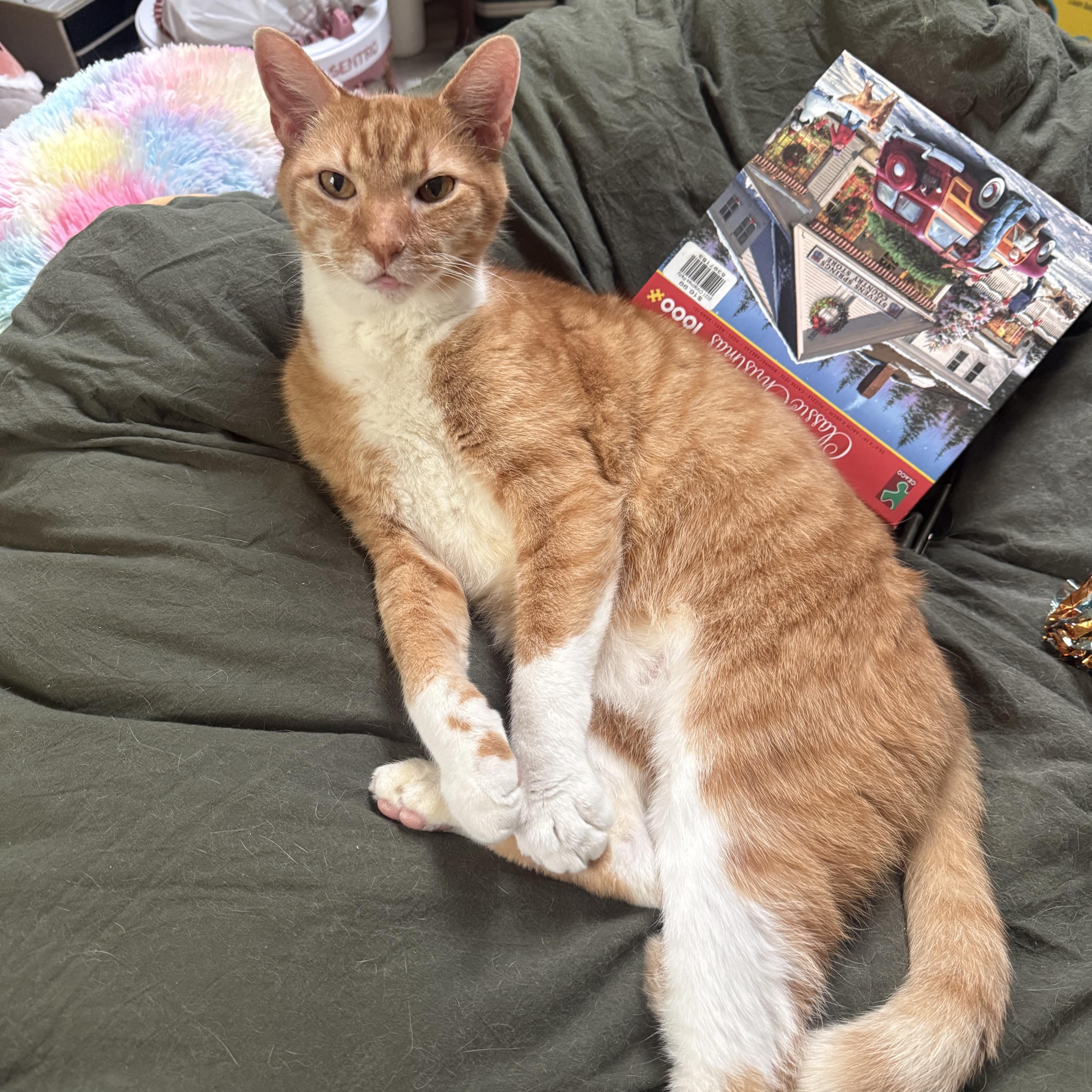 Enlarge Mushu, a ADOPTABLE American Shorthair in North Chesterfield, VA image 2/5