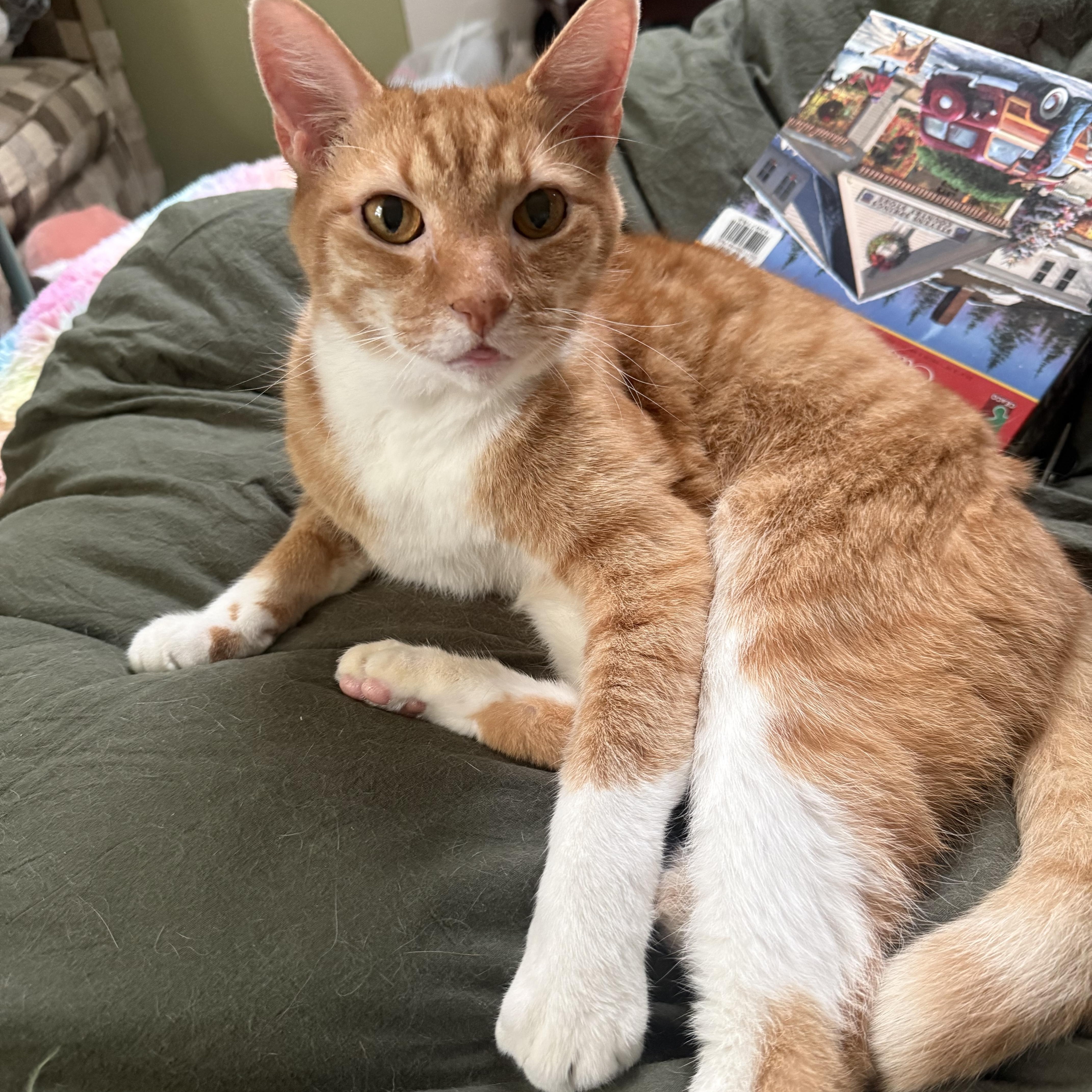 Enlarge Mushu, a ADOPTABLE American Shorthair in North Chesterfield, VA image 1/5