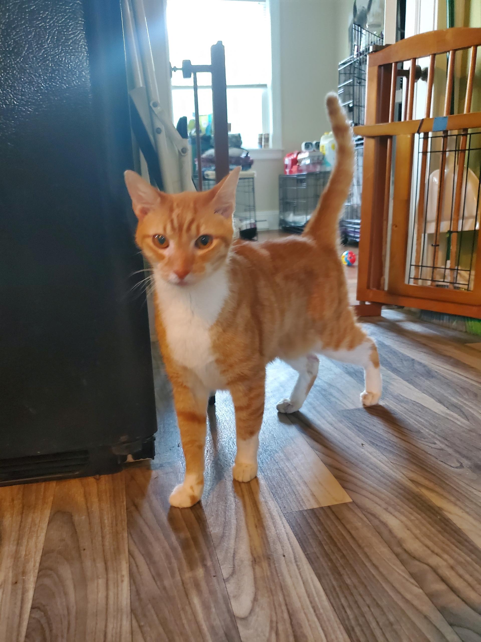 Enlarge Mushu, a ADOPTABLE American Shorthair in North Chesterfield, VA image 3/4