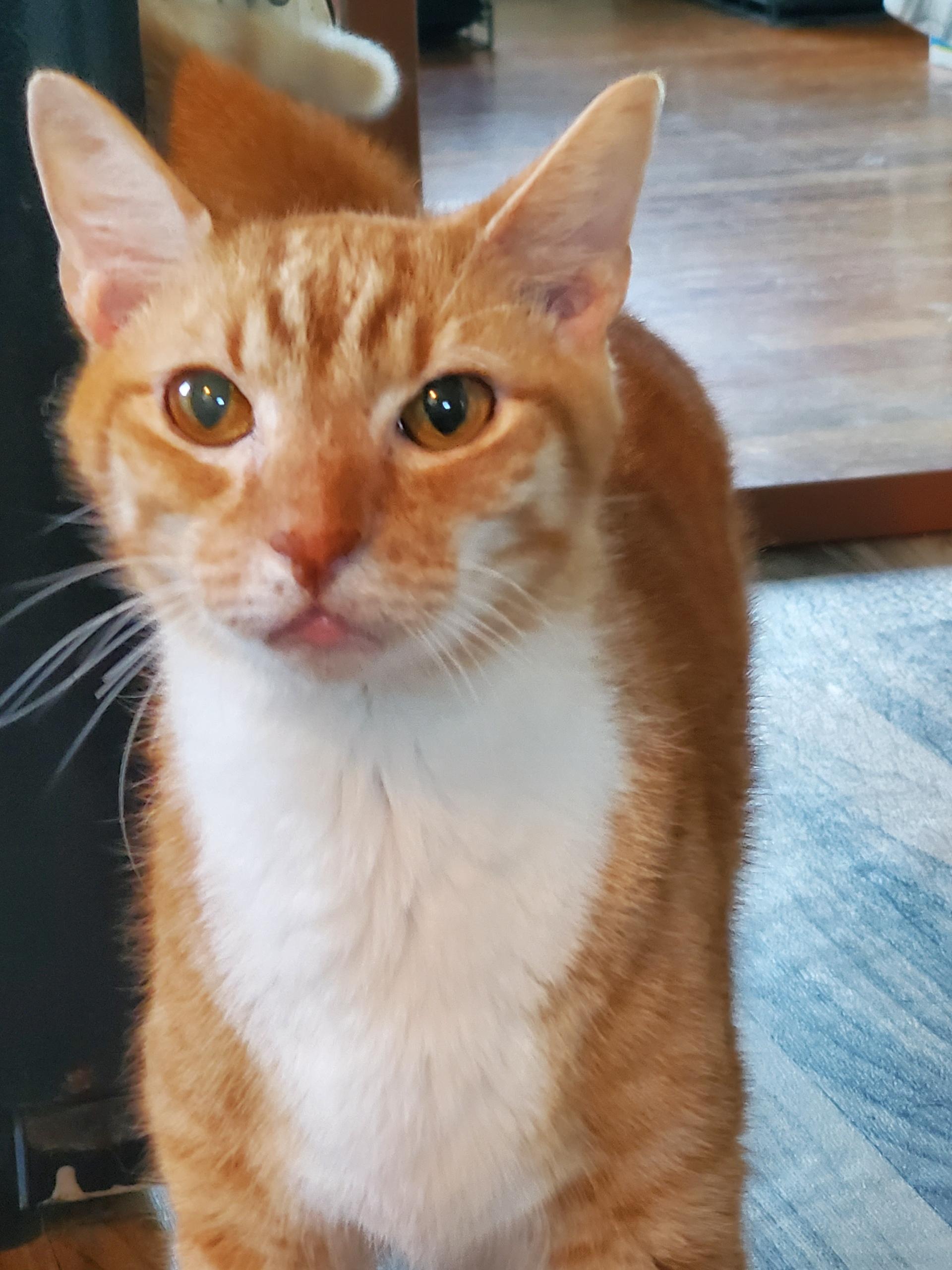 Mushu, ADOPTABLE, Senior Male American Shorthair.