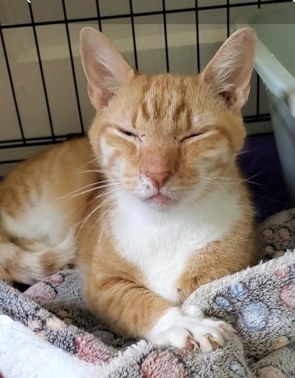 Enlarge Mushu, a ADOPTABLE American Shorthair in North Chesterfield, VA image 2/4