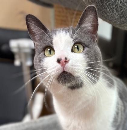 Ozzy, a Adoptable mixed breed in Oracle, AZ image 1/3