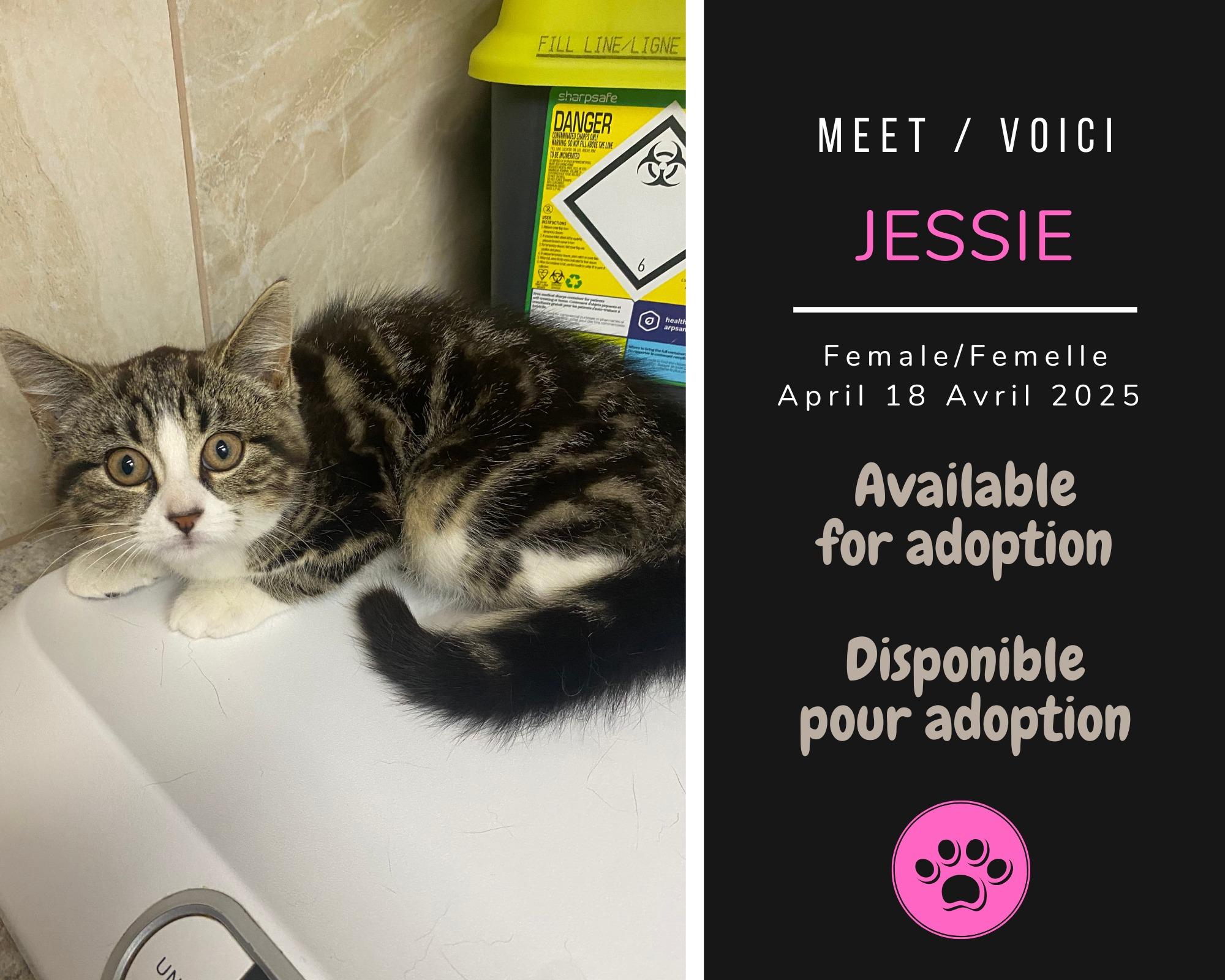 Enlarge Jessie, a Adoptable Domestic Short Hair in Dsl De Drummond, NB image 1/1