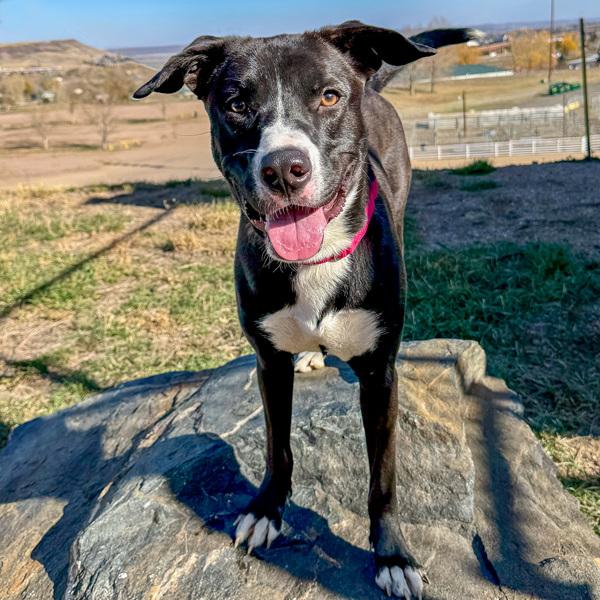 Enlarge Bluey, a Adoptable mixed breed in Golden, CO image 1/4