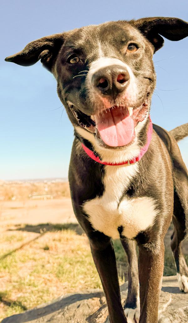 Enlarge Bluey, a Adoptable mixed breed in Golden, CO image 2/4