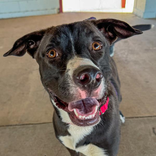 Enlarge Bluey, a Adoptable mixed breed in Golden, CO image 4/4