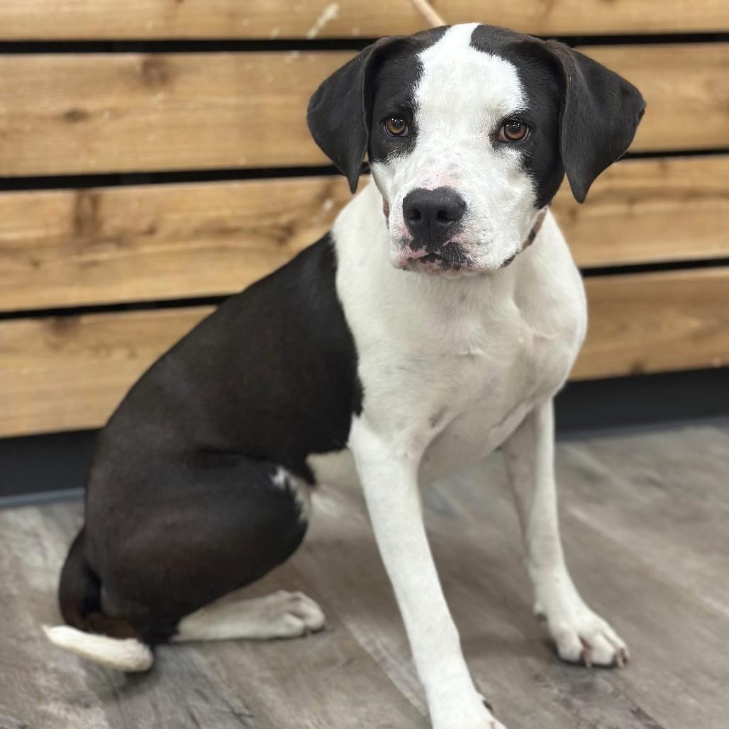 Enlarge Doris, a Adoptable Terrier in Mount Pleasant, TX image 1/4