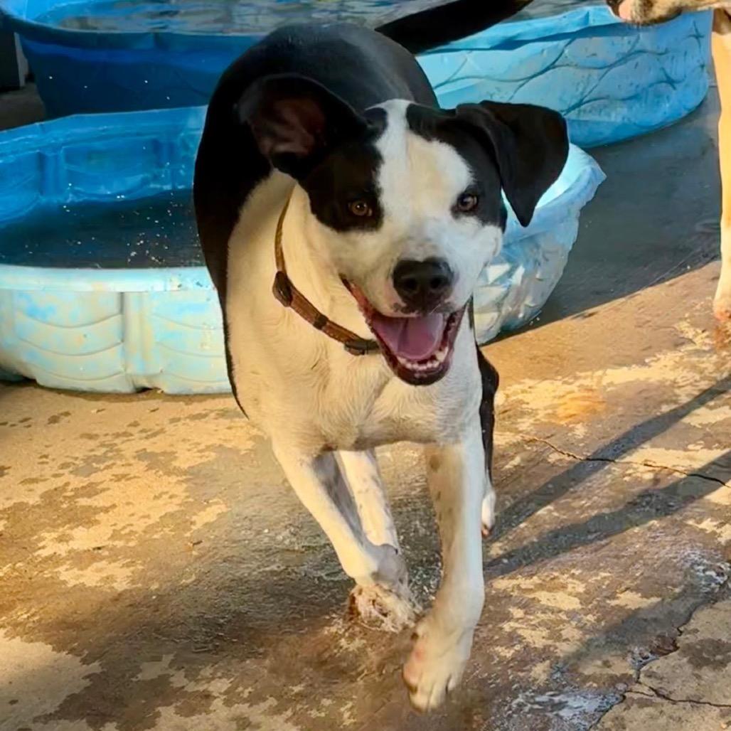 Enlarge Doris, a Adoptable Terrier in Mount Pleasant, TX image 2/4