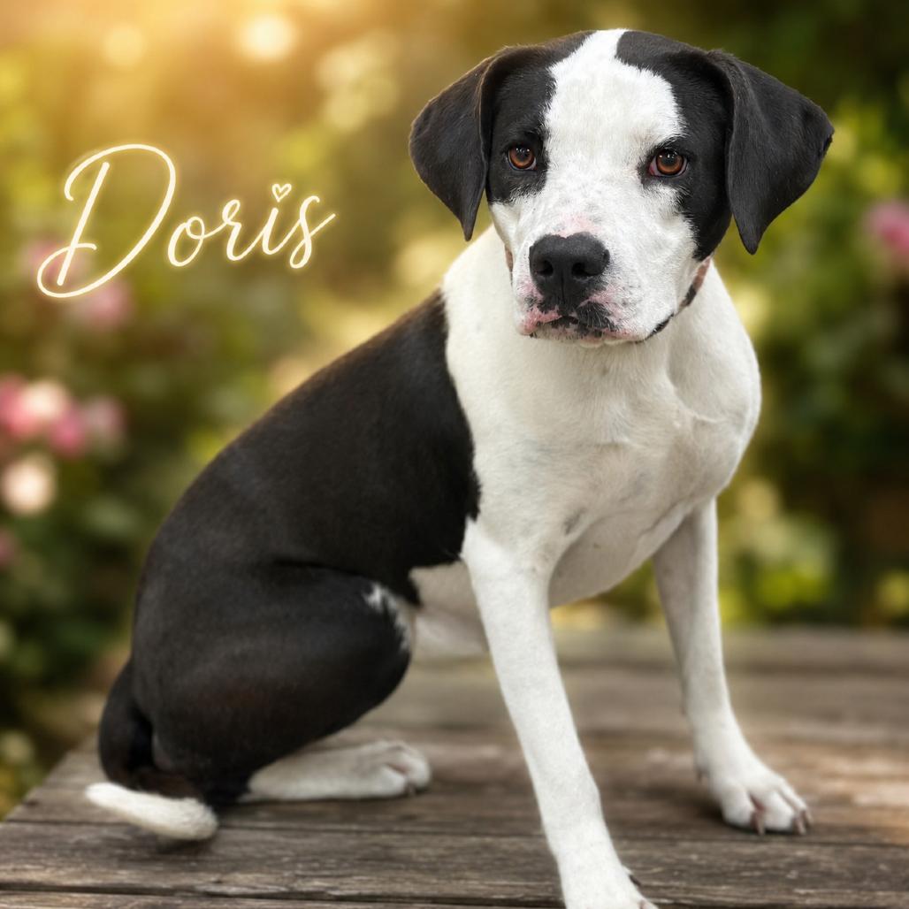 Enlarge Doris, a Adoptable Terrier in Mount Pleasant, TX image 3/4