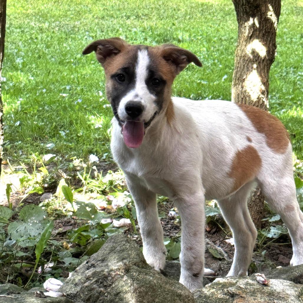 Enlarge NY Brazil (Foster in Stormville NY), a Adoptable Mixed Breed in Eastford, CT image 5/6