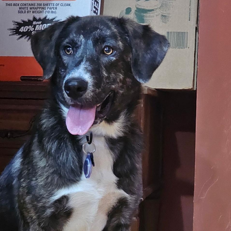 Enlarge Sunny, a Adoptable mixed breed in Chicago, IL image 1/3
