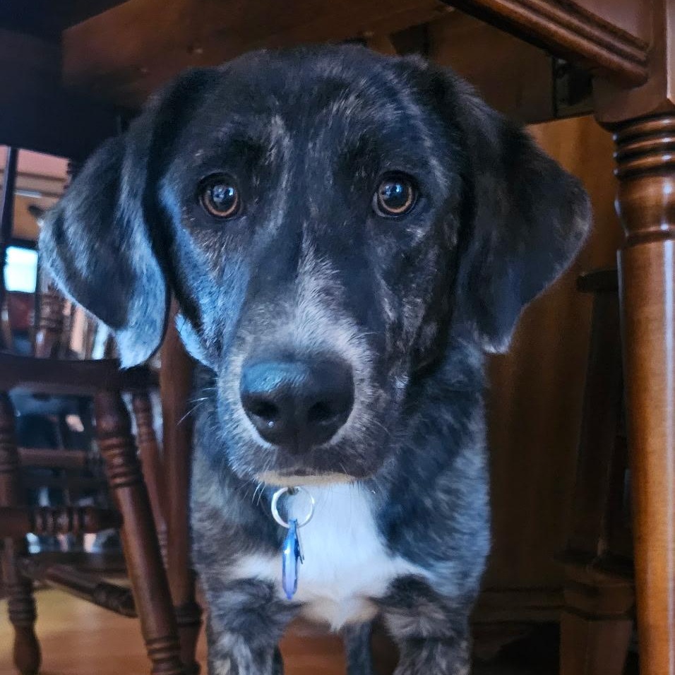 Enlarge Sunny, a Adoptable mixed breed in Chicago, IL image 2/3