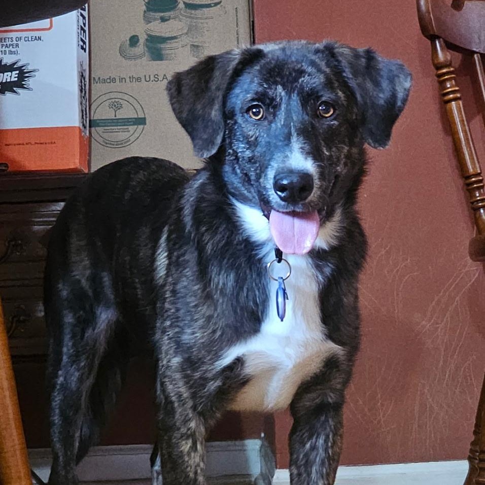 Enlarge Sunny, a Adoptable mixed breed in Chicago, IL image 3/3