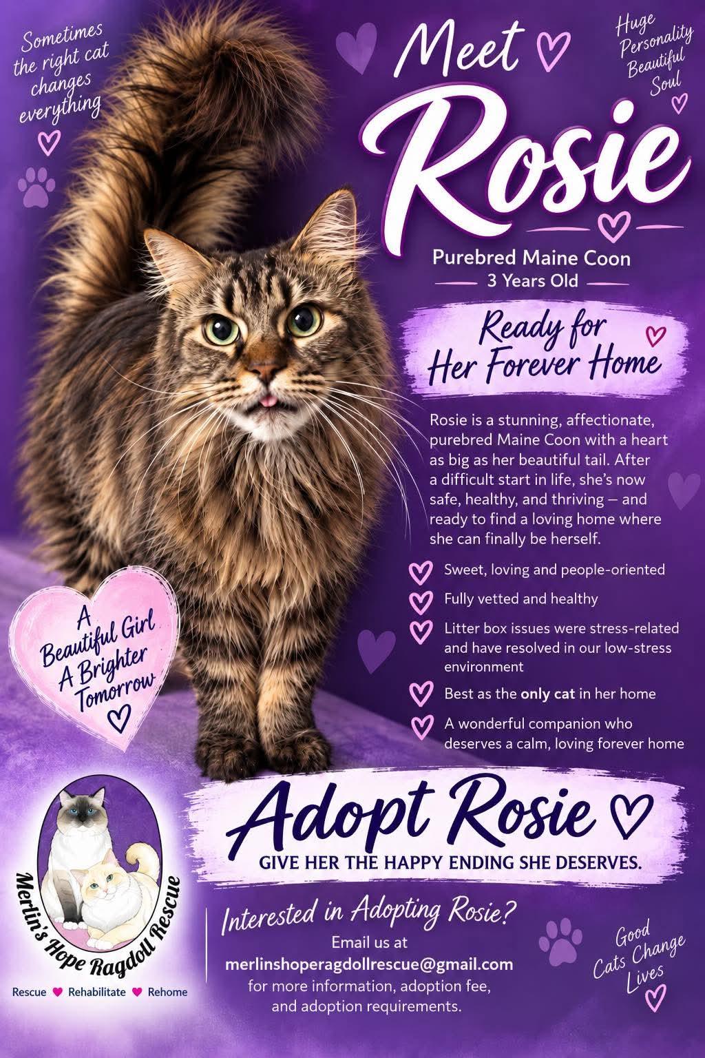 Enlarge Rosie, a Adoptable Maine Coon in Ennis, TX image 1/3