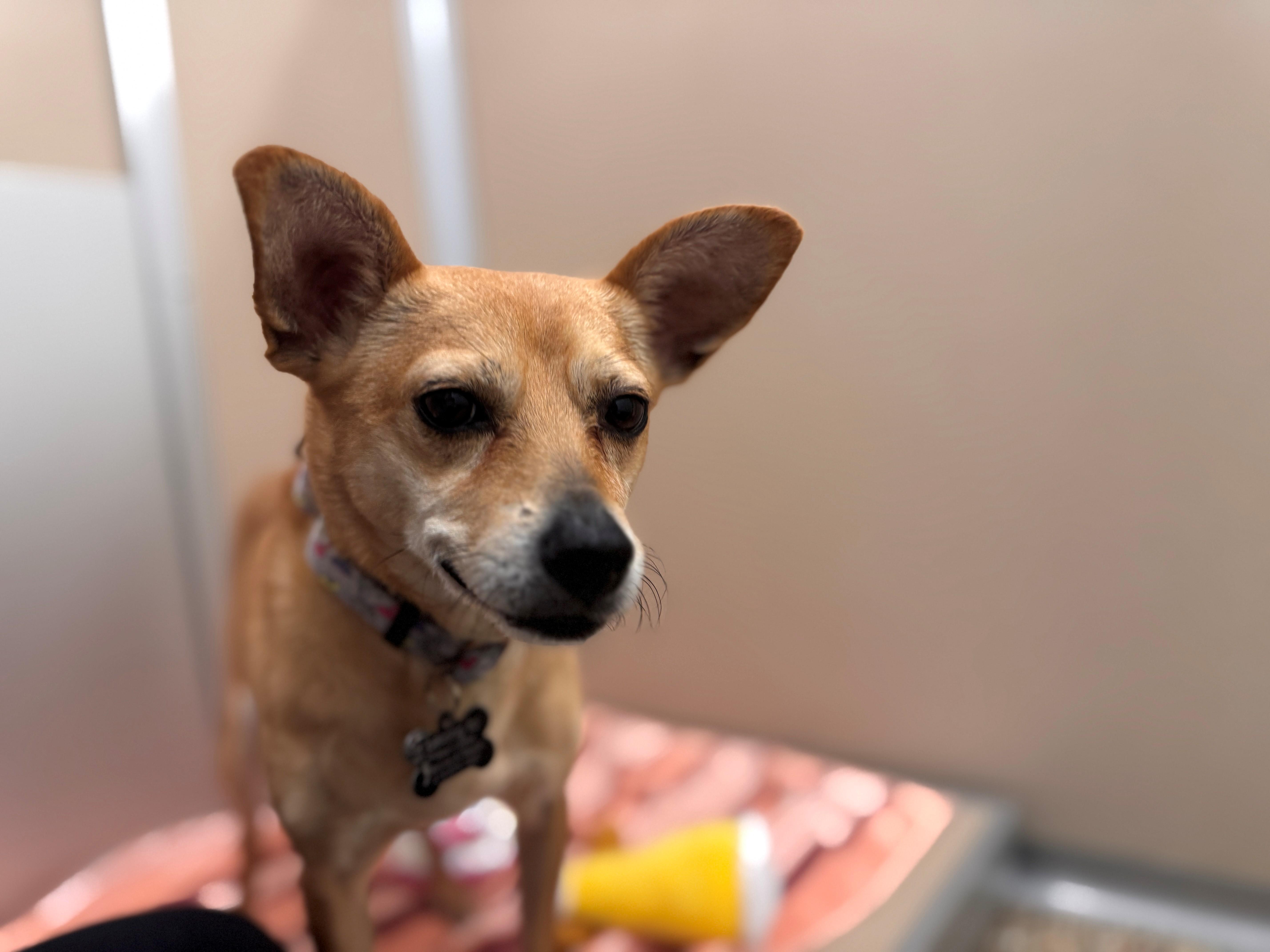 Bean, a ADOPTABLE mixed breed in Hackensack, MN image 2/4