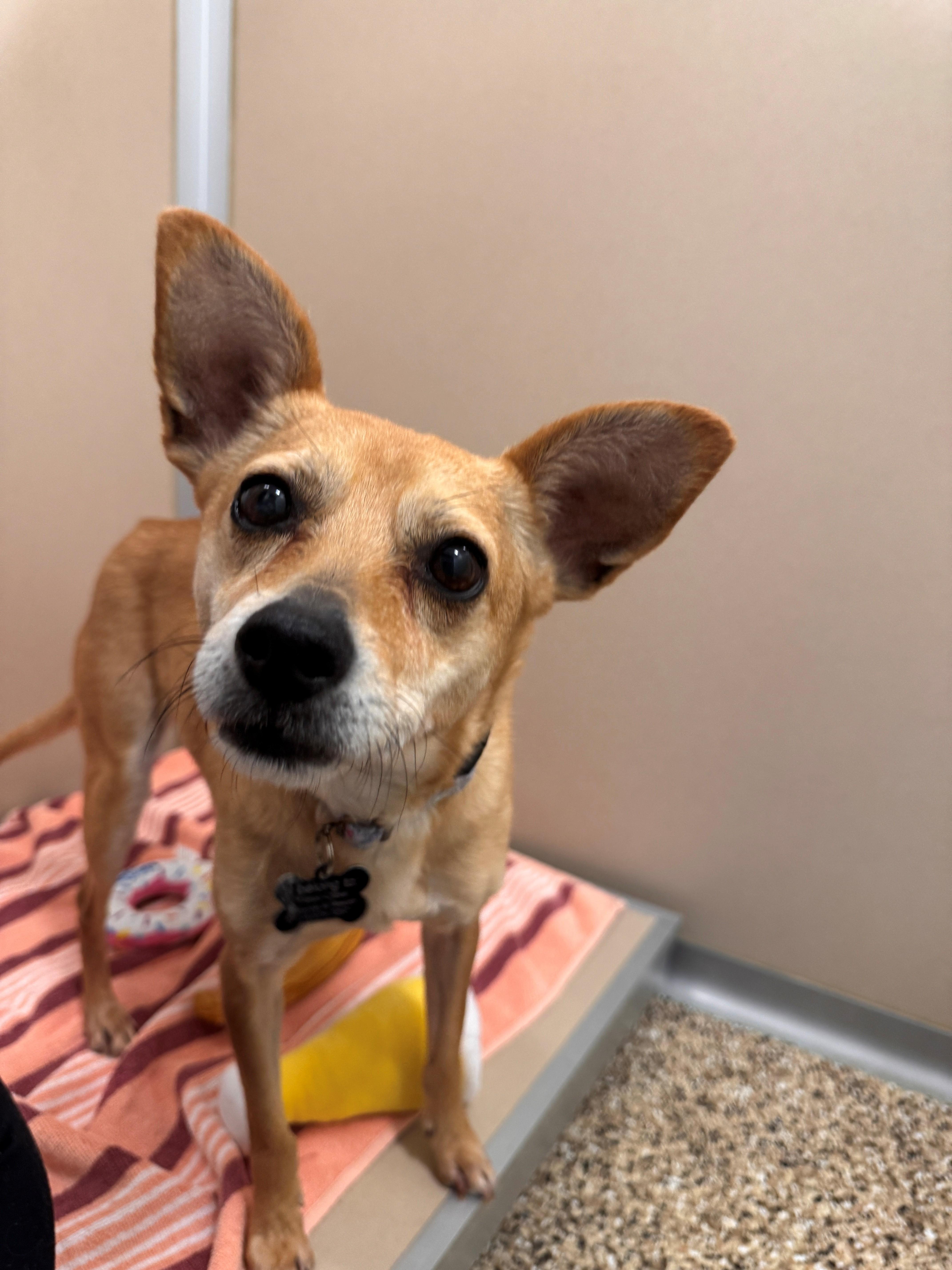 Bean, ADOPTABLE, Adult Female Chihuahua.