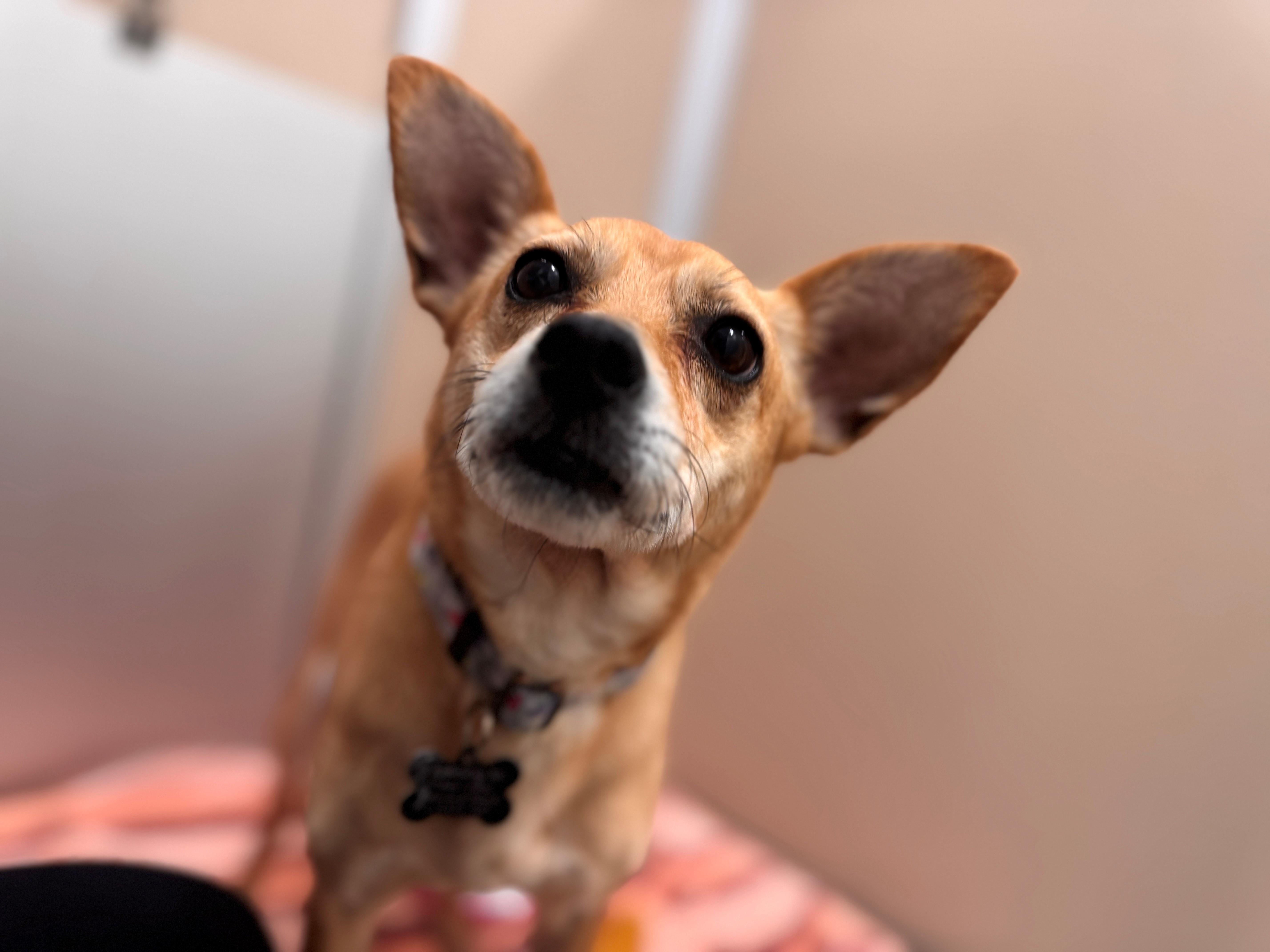 Bean, a ADOPTABLE mixed breed in Hackensack, MN image 3/4