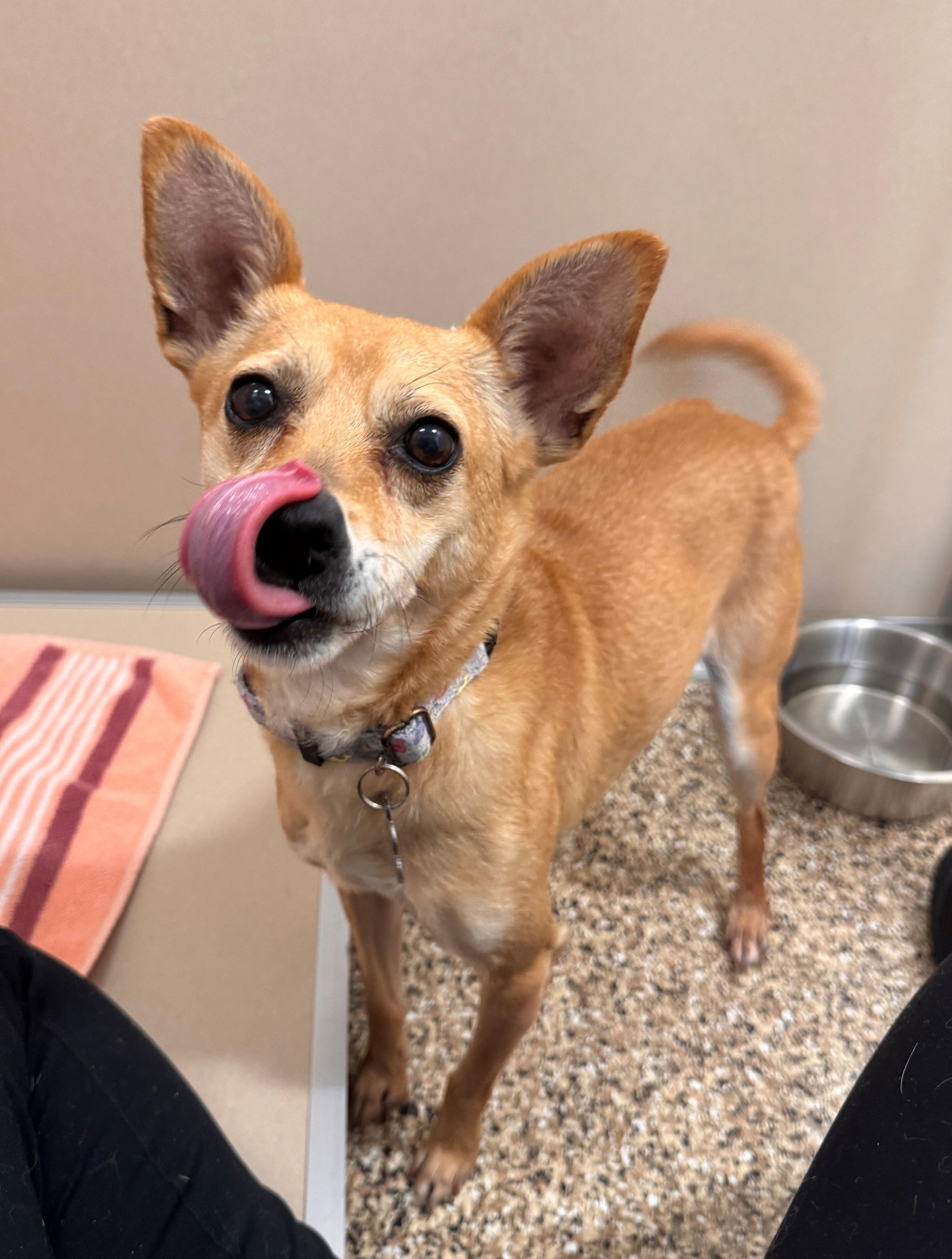 Bean, a ADOPTABLE mixed breed in Hackensack, MN image 4/4