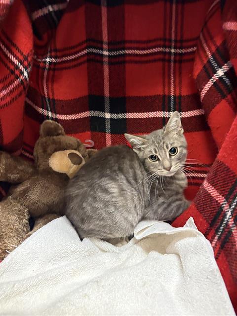 DIPPER, Adoptable, Kitten Male Domestic Short Hair.