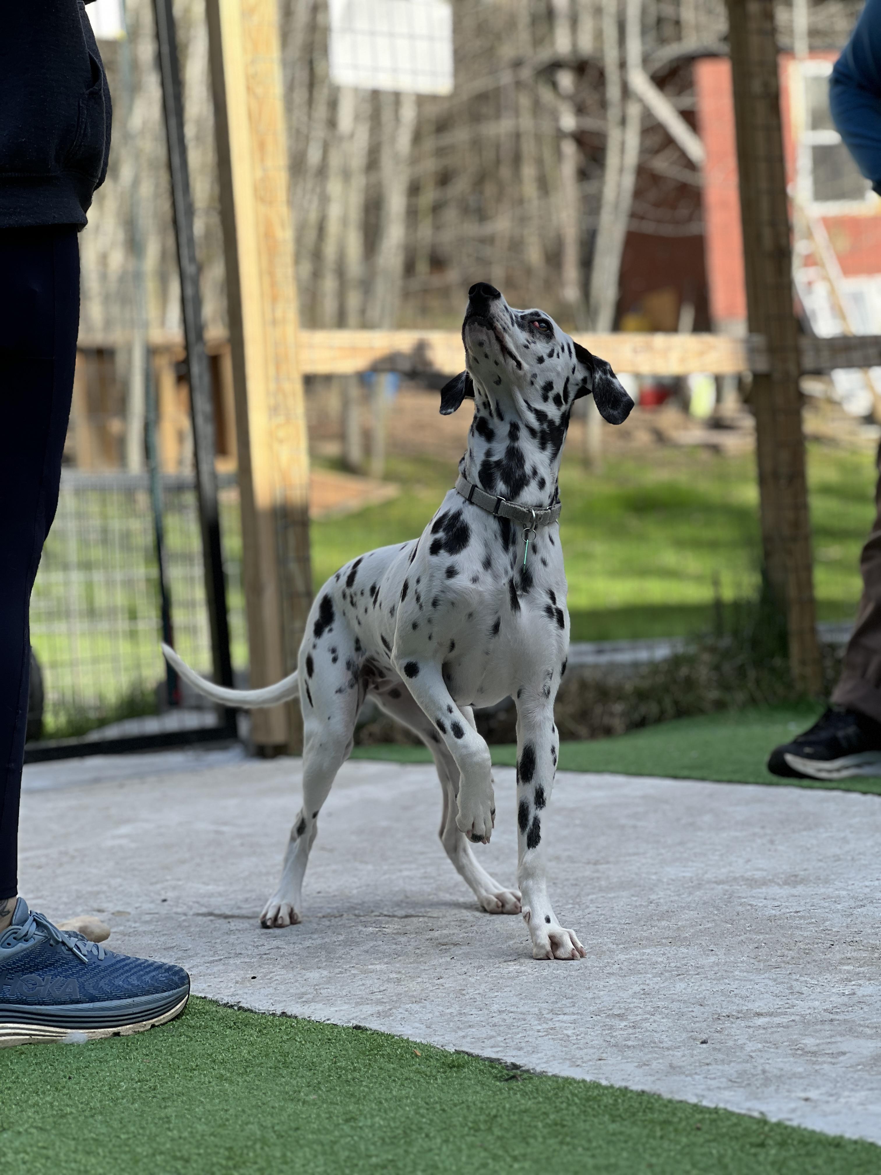 Valarie, ADOPTABLE, Young Female Dalmatian.