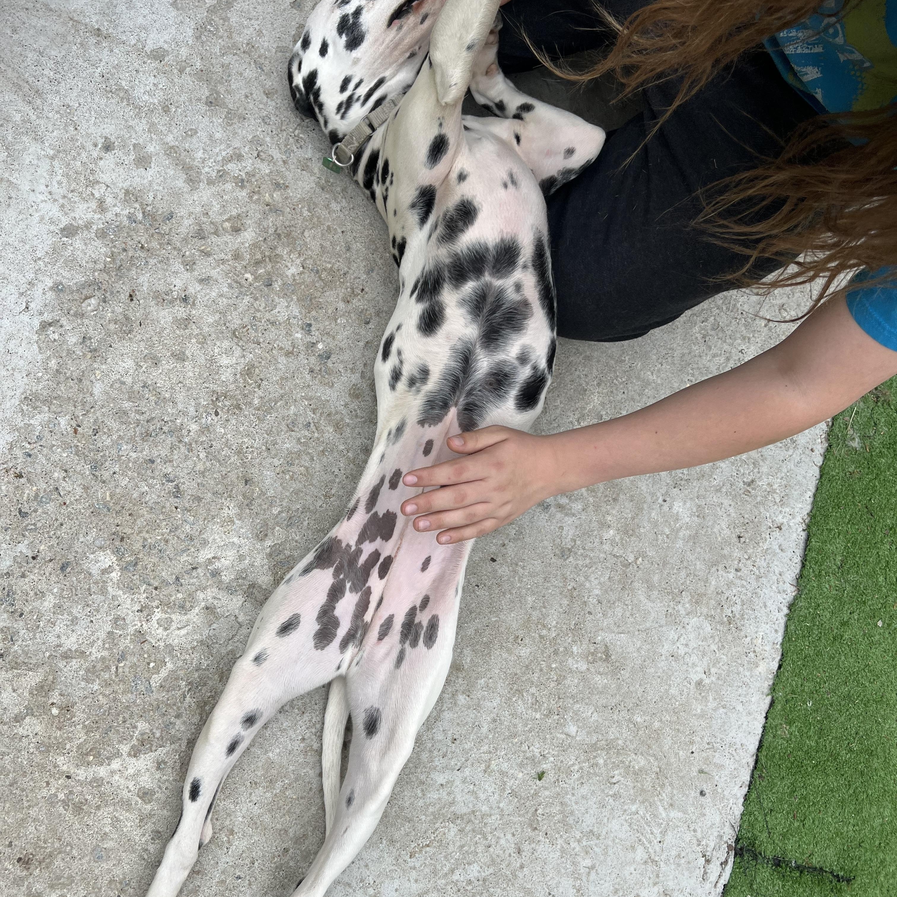 Enlarge Valarie, a ADOPTABLE Dalmatian in Bowdoin, ME image 4/5