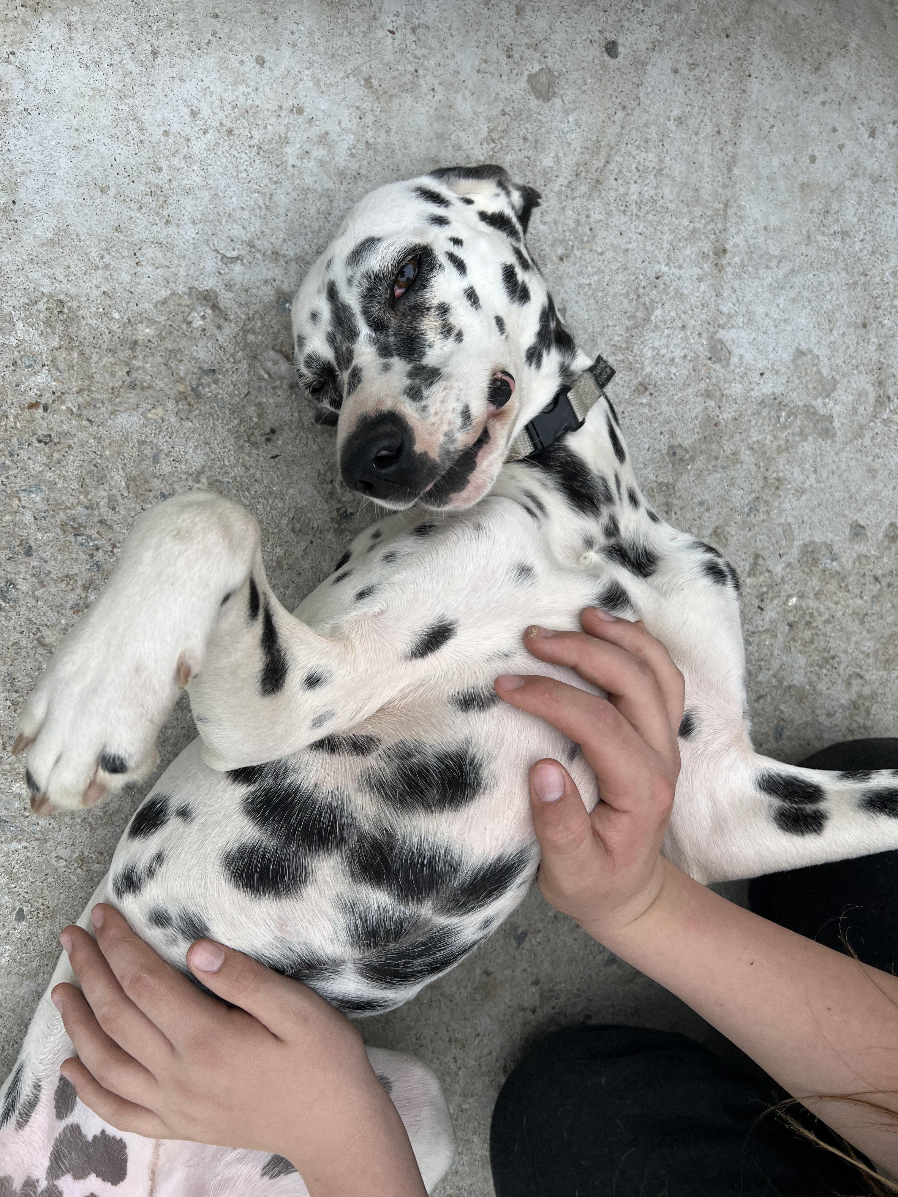 Enlarge Valarie, a ADOPTABLE Dalmatian in Bowdoin, ME image 2/5