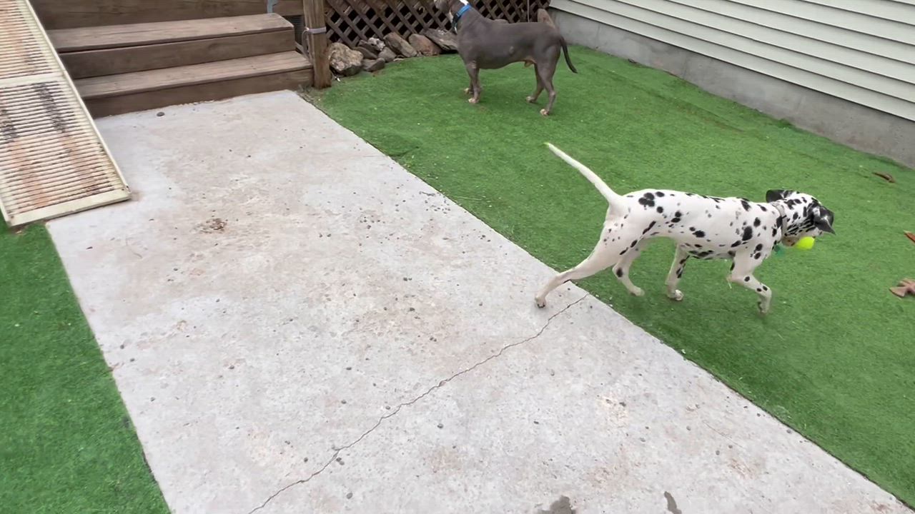 Enlarge Valarie, a ADOPTABLE Dalmatian in Bowdoin, ME video 3/5
