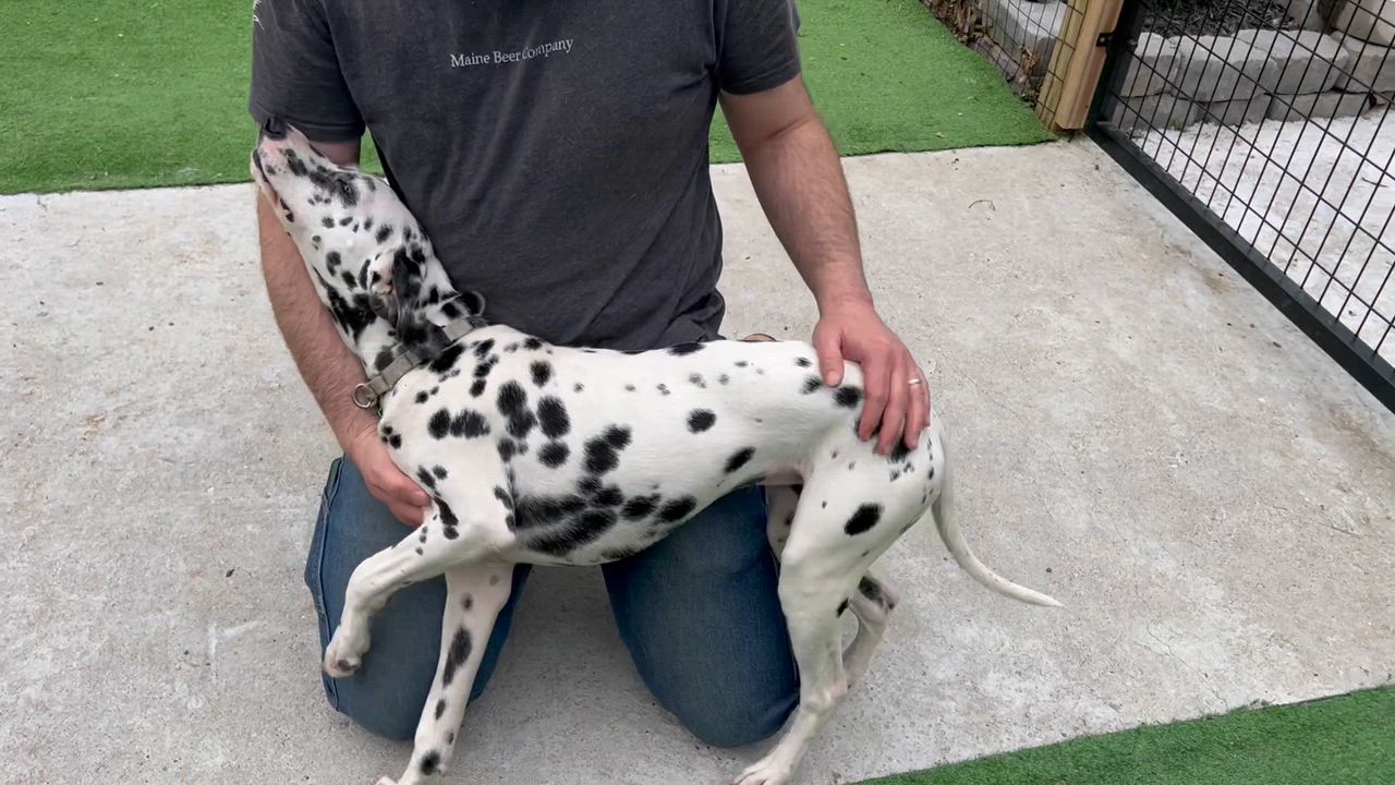 Enlarge Valarie, a ADOPTABLE Dalmatian in Bowdoin, ME video 5/5