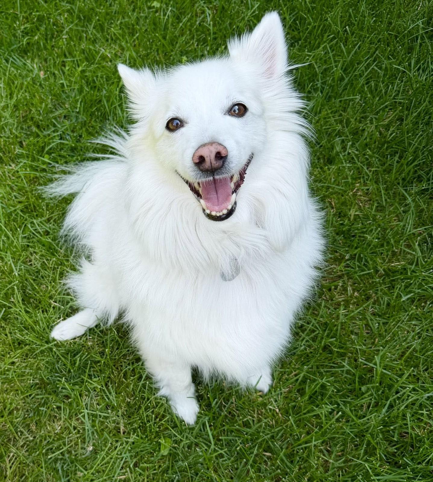 BERNIE, a ADOPTABLE American Eskimo Dog in Montreal, QC image 1/5