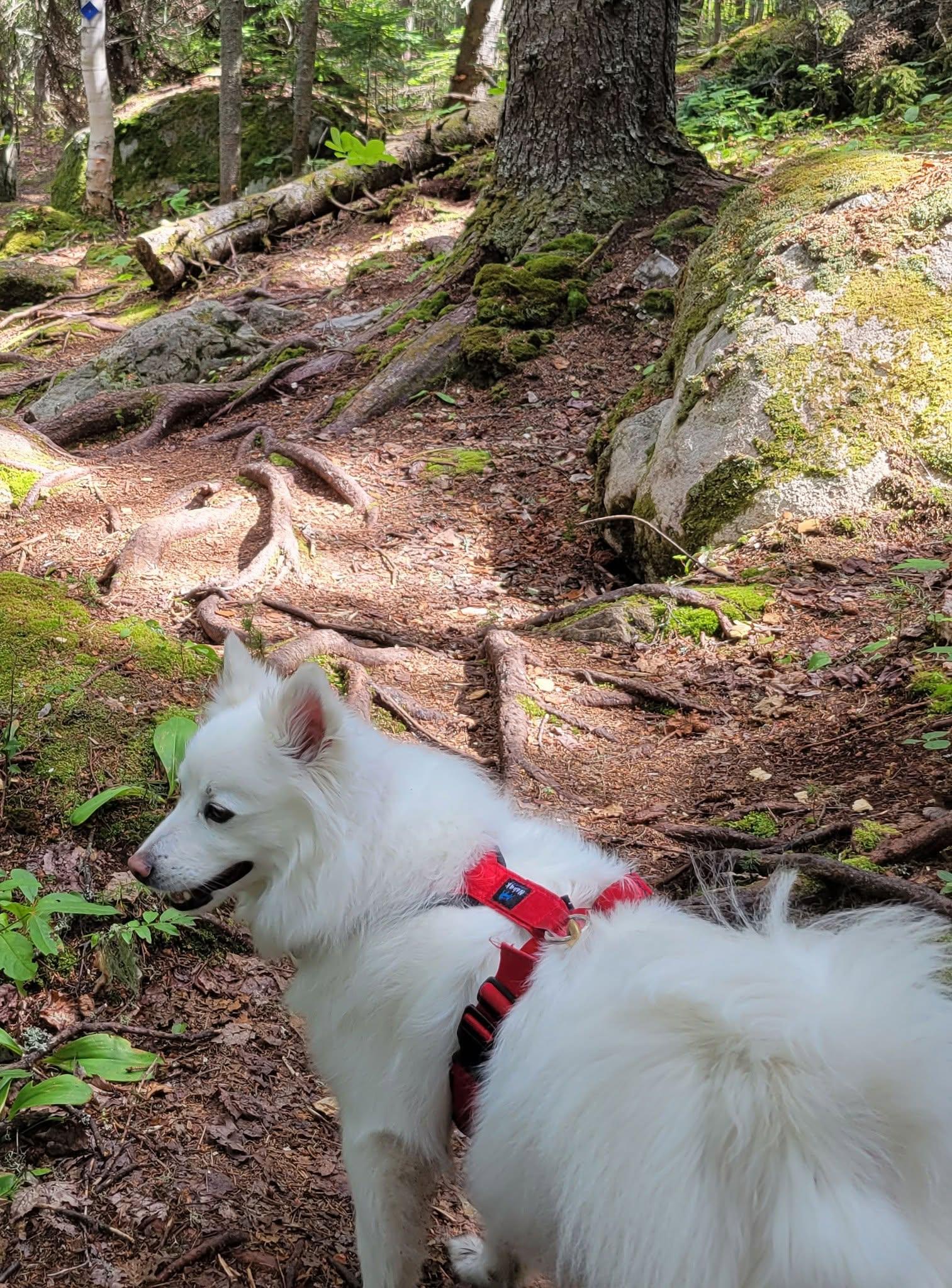 BERNIE, a ADOPTABLE American Eskimo Dog in Montreal, QC image 2/5