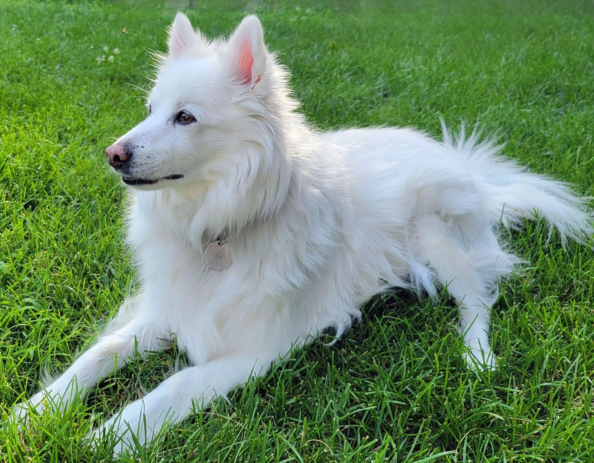 BERNIE, a ADOPTABLE American Eskimo Dog in Montreal, QC image 3/5