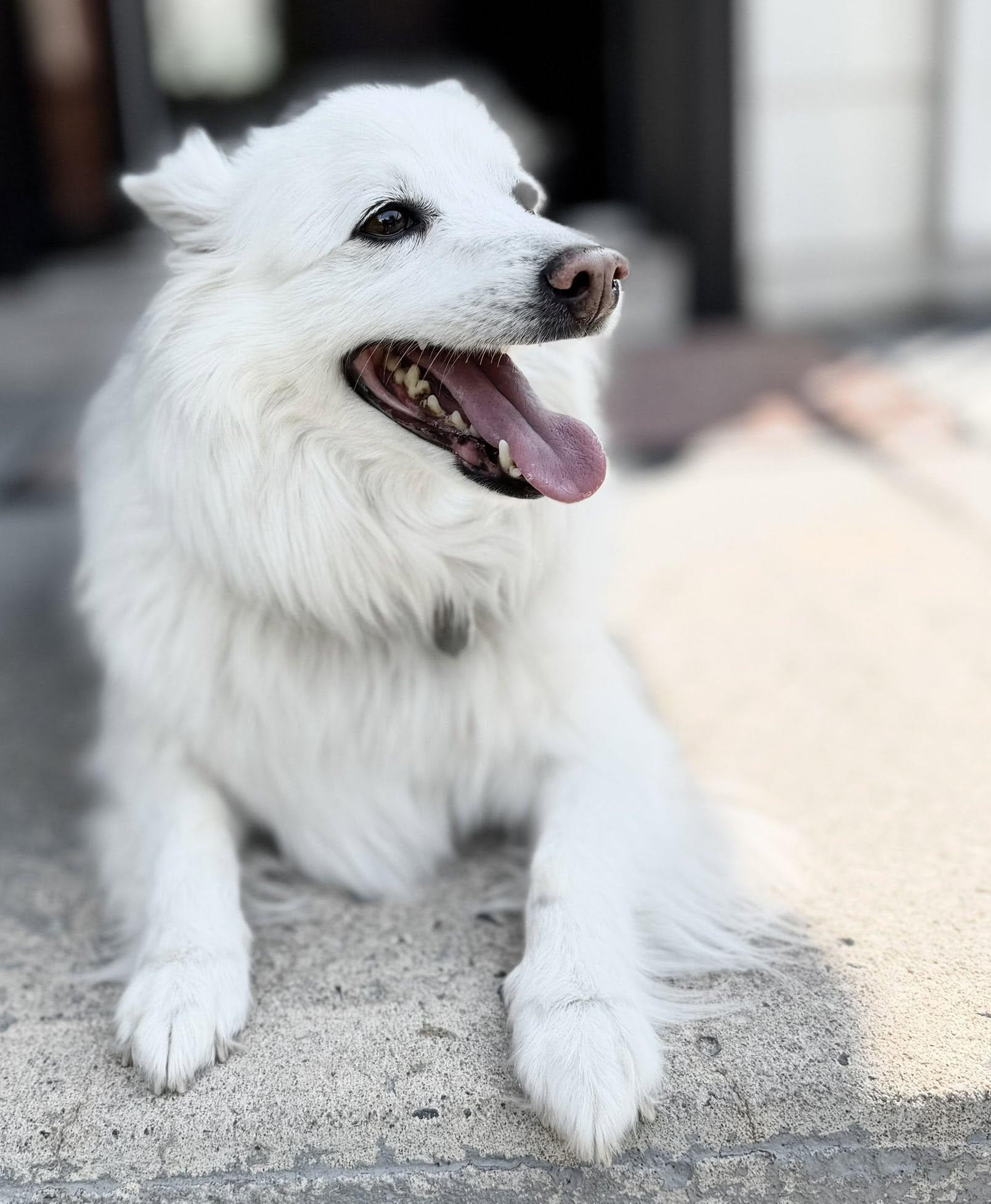 BERNIE, a ADOPTABLE American Eskimo Dog in Montreal, QC image 4/5