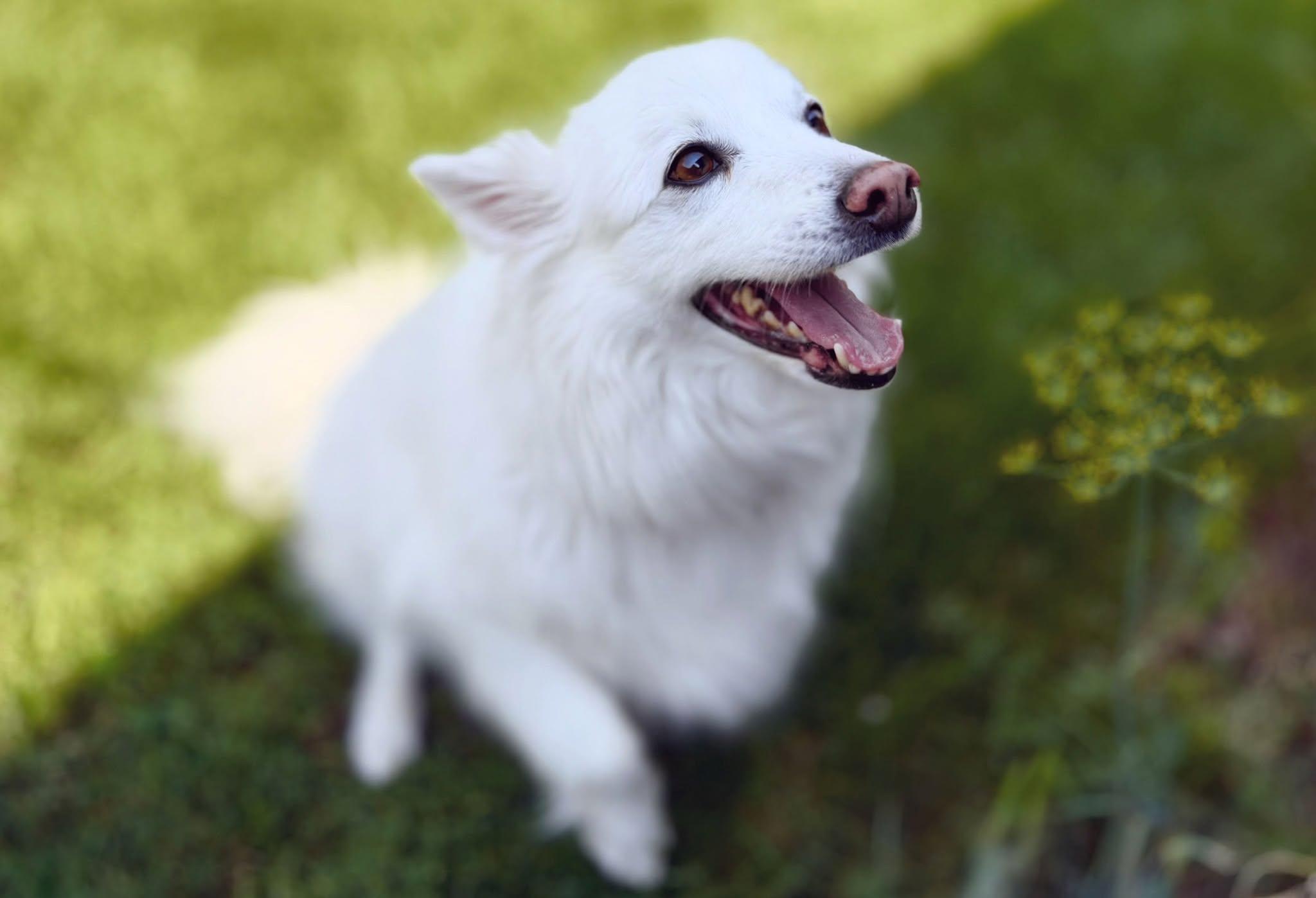 BERNIE, a ADOPTABLE American Eskimo Dog in Montreal, QC image 5/5