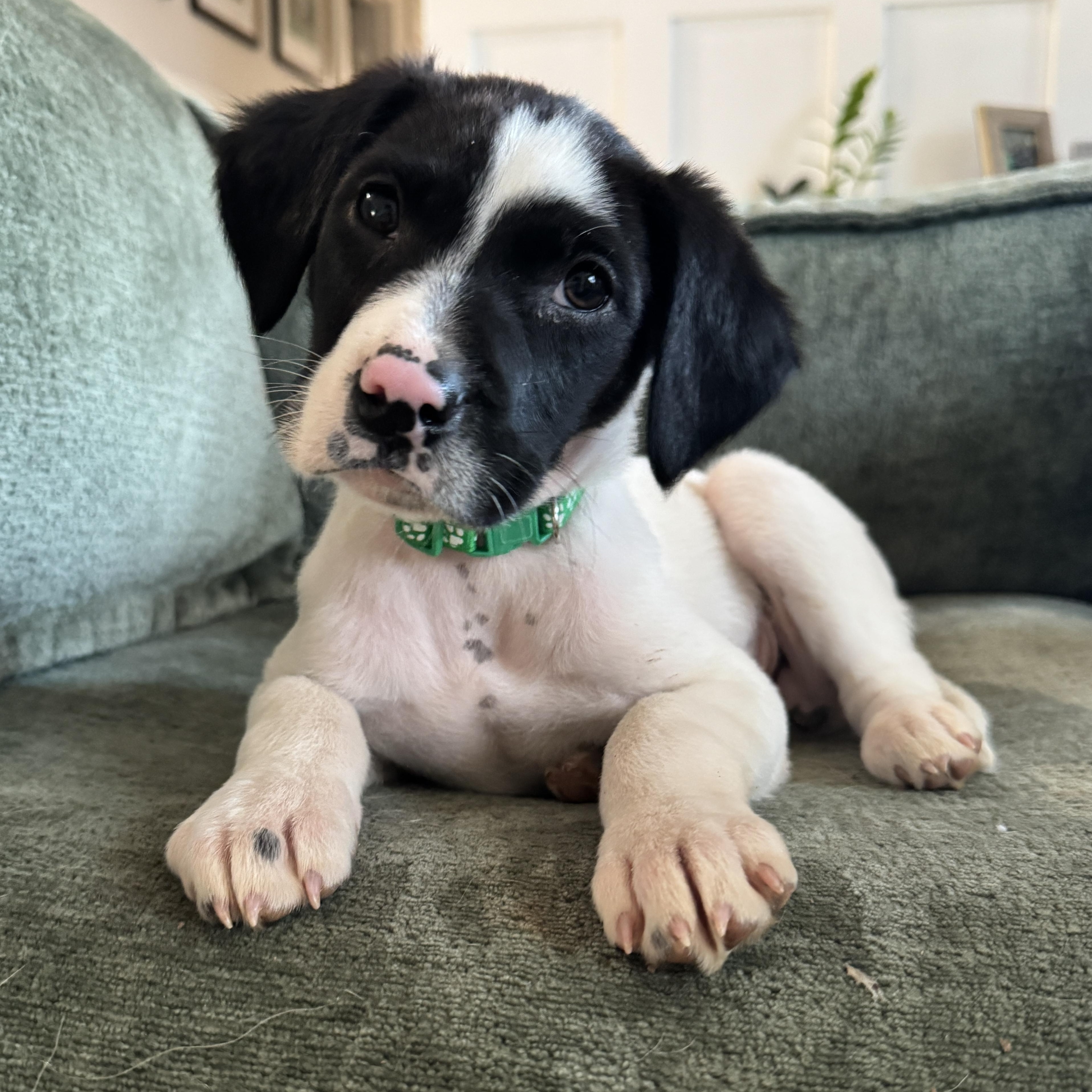 Robin, Adoptable, Puppy Male German Shorthaired Pointer & Labrador Retriever.