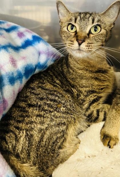 Sassy, Adoptable, Adult Female Domestic Short Hair.