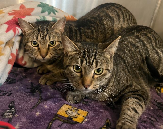 Enlarge Sassy and Jacks, a Adoptable mixed breed in Cibolo, TX image 1/1
