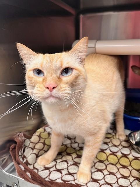 Achilles, adopted, Adult Male Domestic Medium Hair.