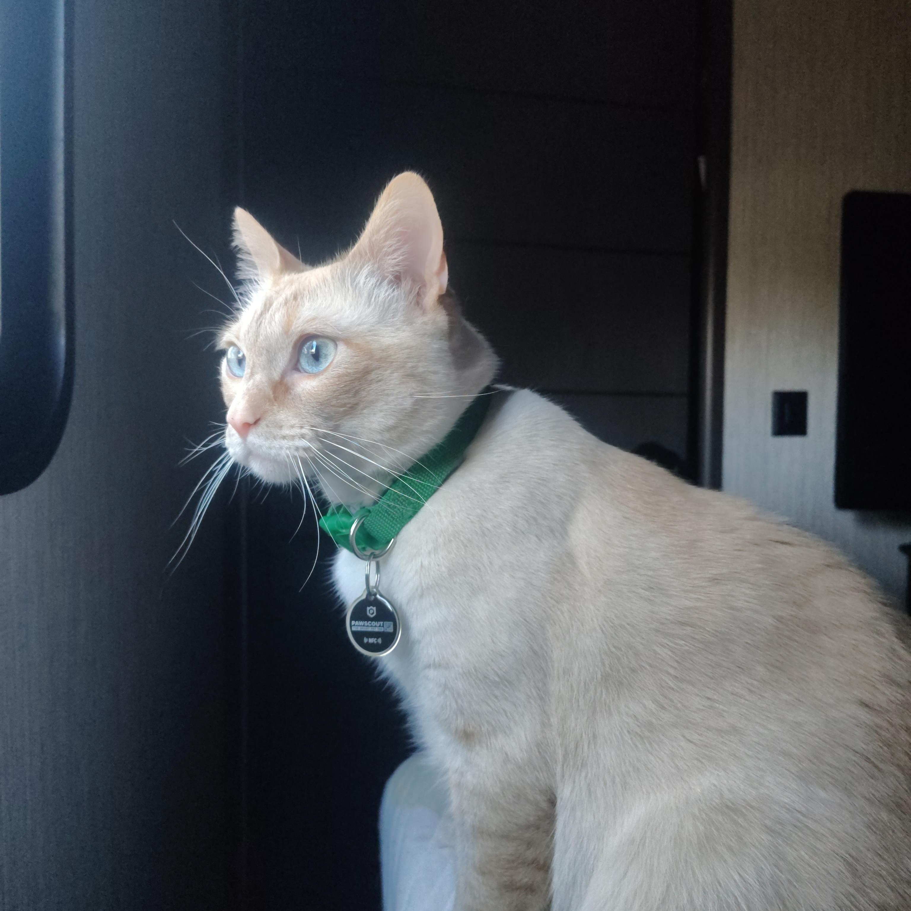 Enlarge Achilles, an adopted mixed breed in Tyler, TX image 3/3