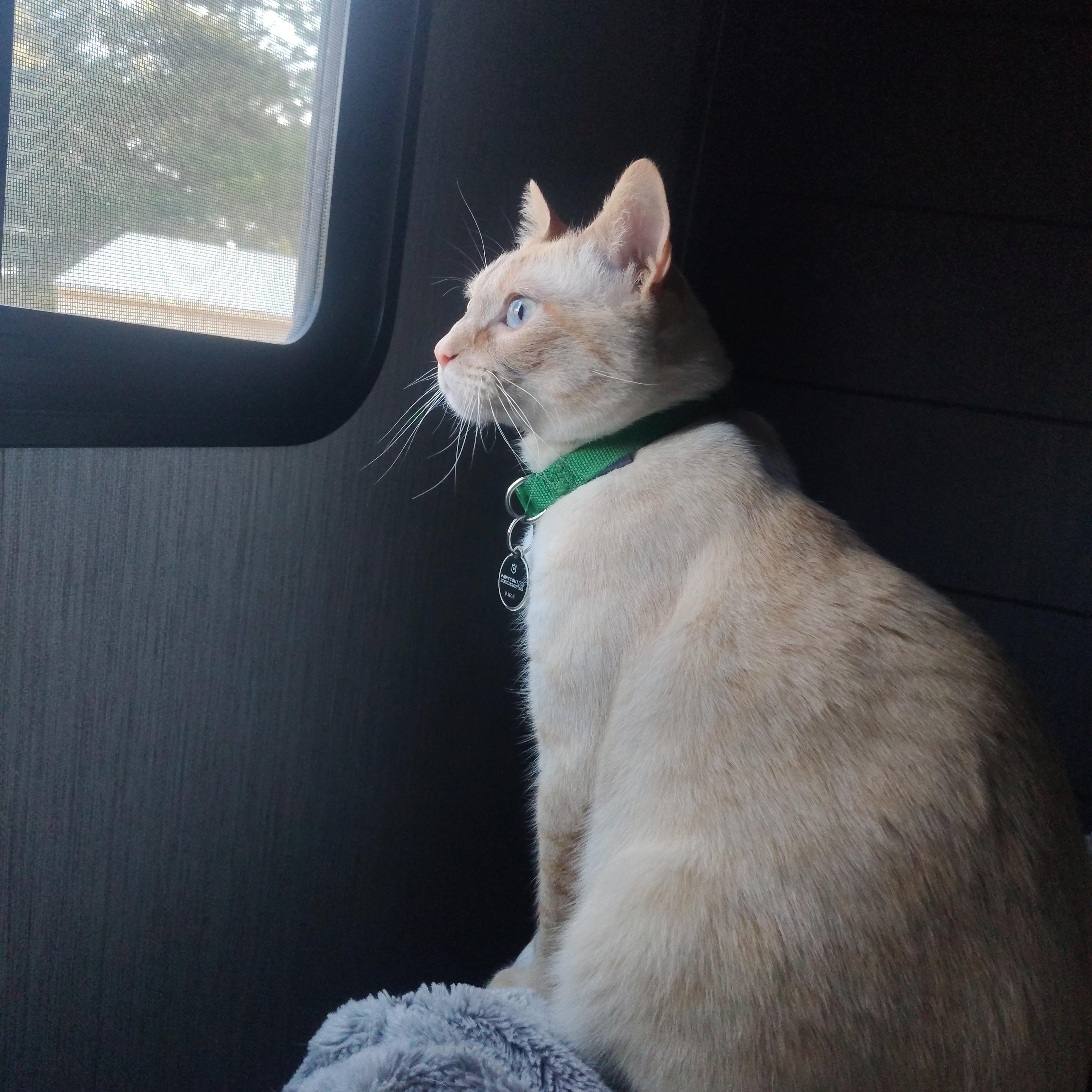 Enlarge Achilles, an adopted mixed breed in Tyler, TX image 2/3