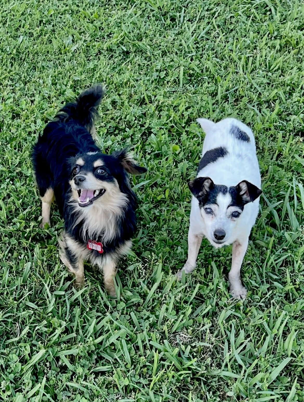 Enlarge Rebel!, a ADOPTABLE mixed breed in Roseville, CA image 3/6