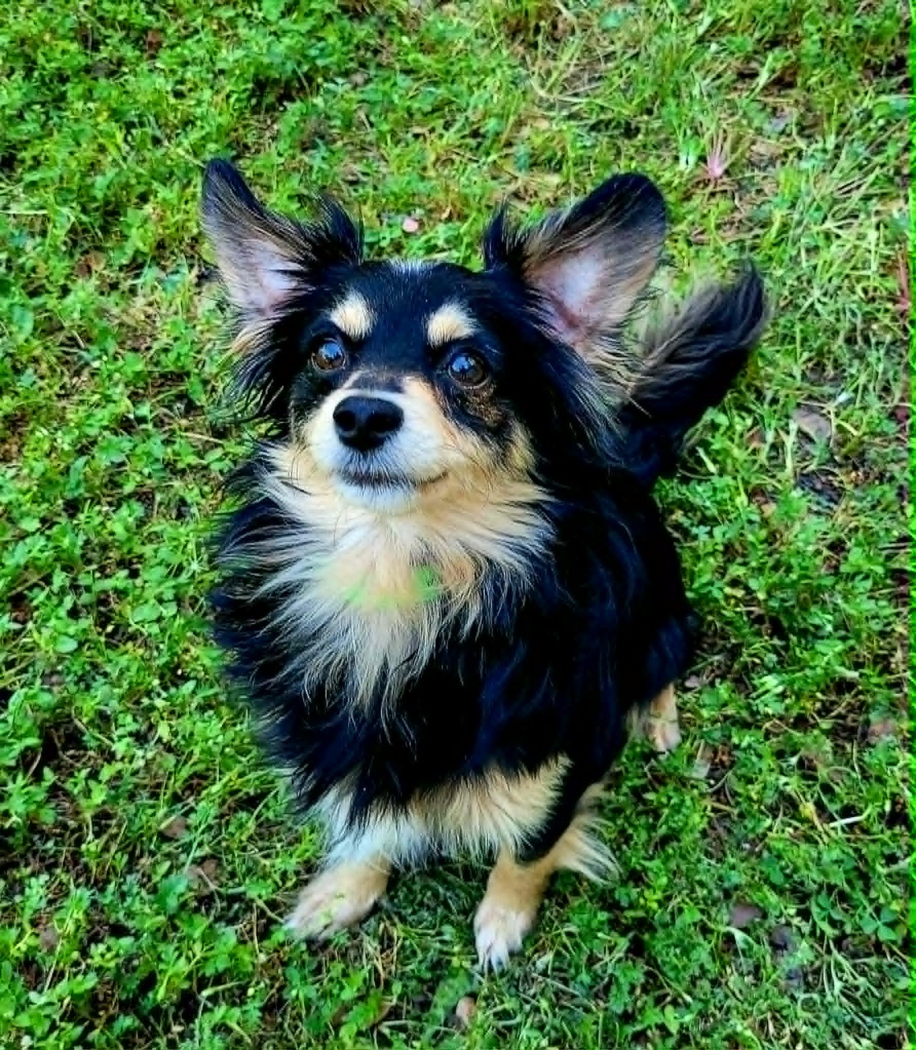 Enlarge Rebel!, a ADOPTABLE mixed breed in Roseville, CA image 6/6