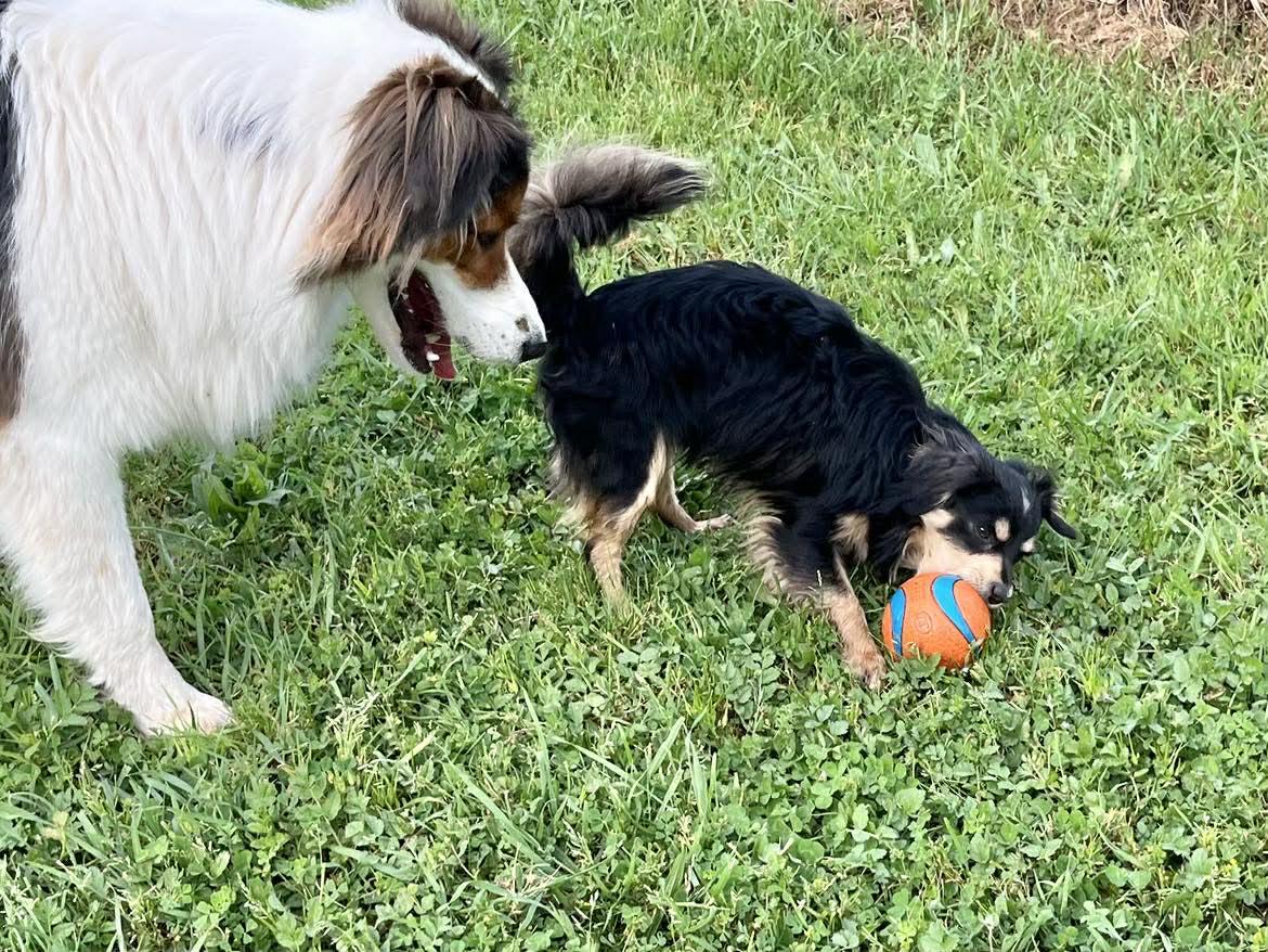 Enlarge Rebel!, a ADOPTABLE mixed breed in Roseville, CA image 5/6