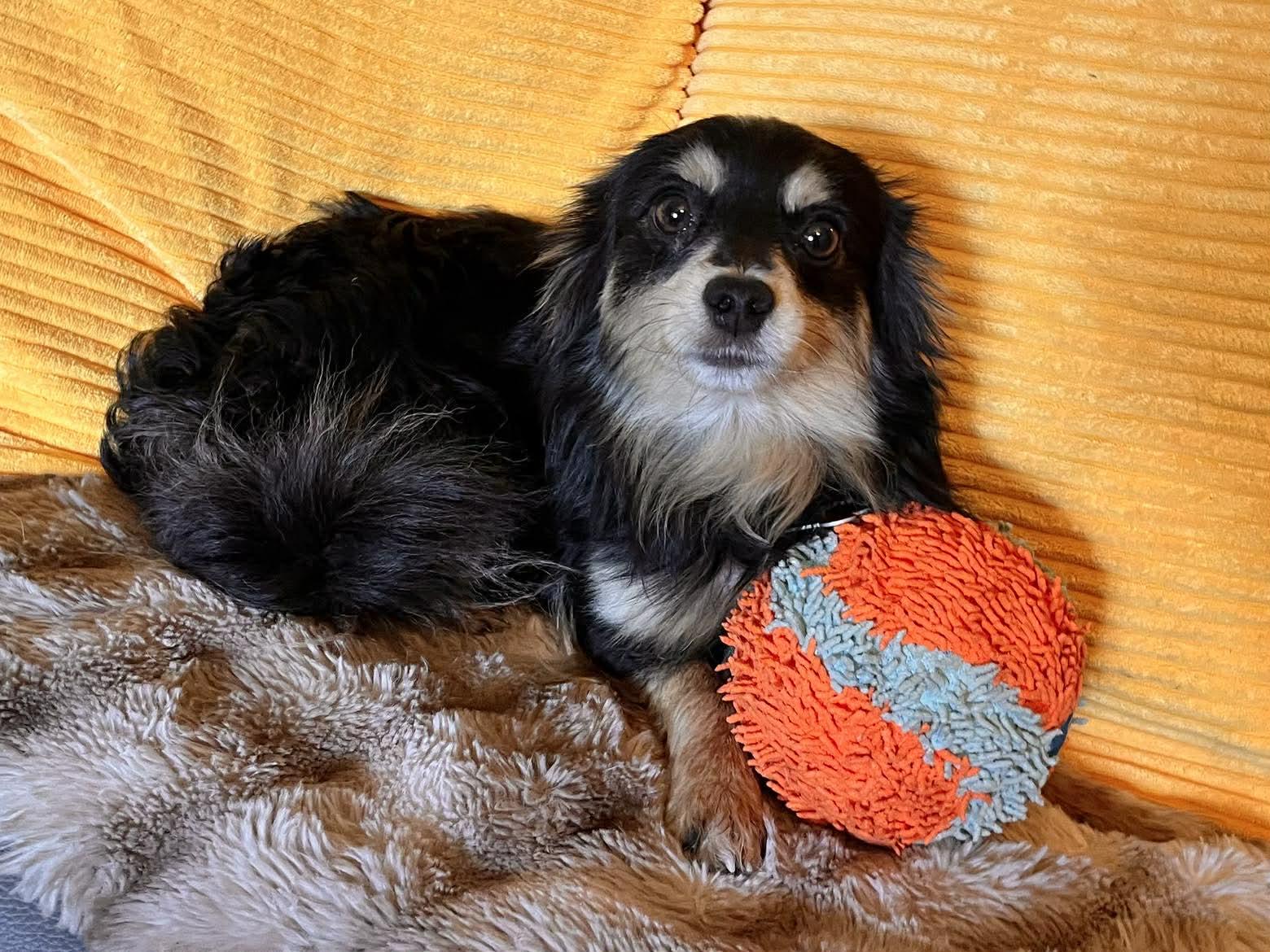 Enlarge Rebel!, a ADOPTABLE mixed breed in Roseville, CA image 4/6