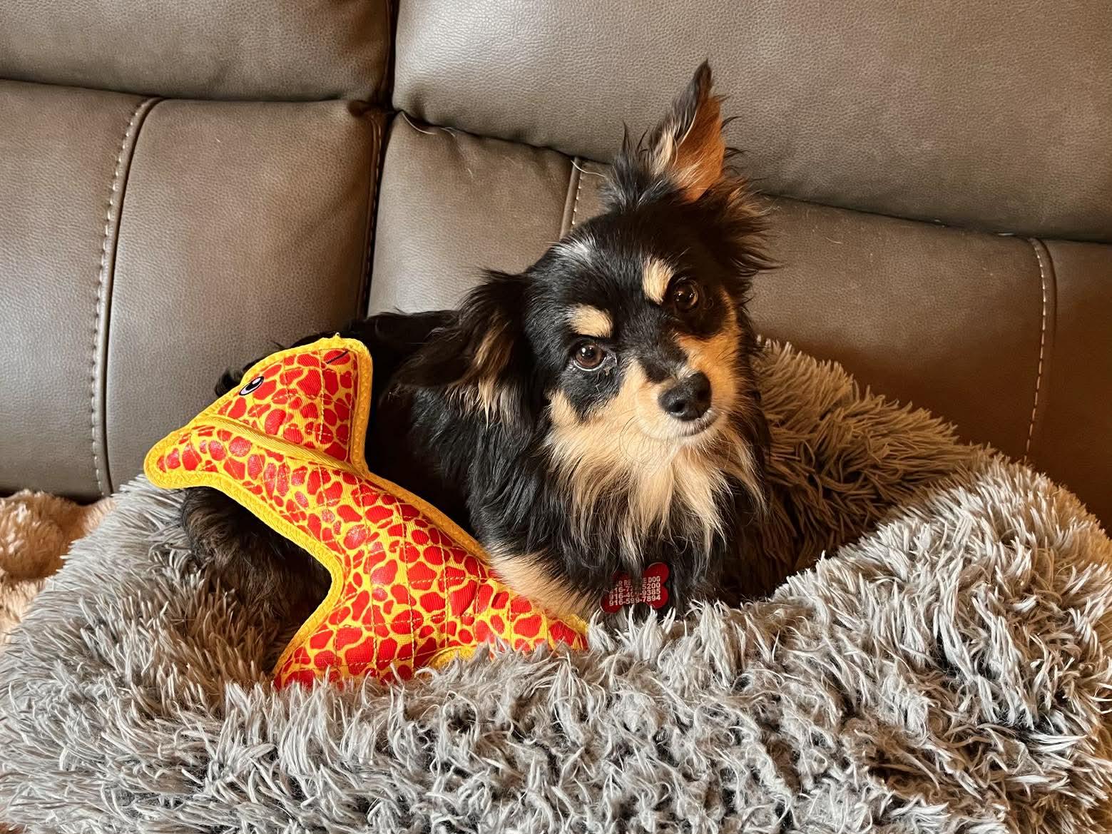 Rebel!, ADOPTABLE, Adult Male Chihuahua & Pomeranian.