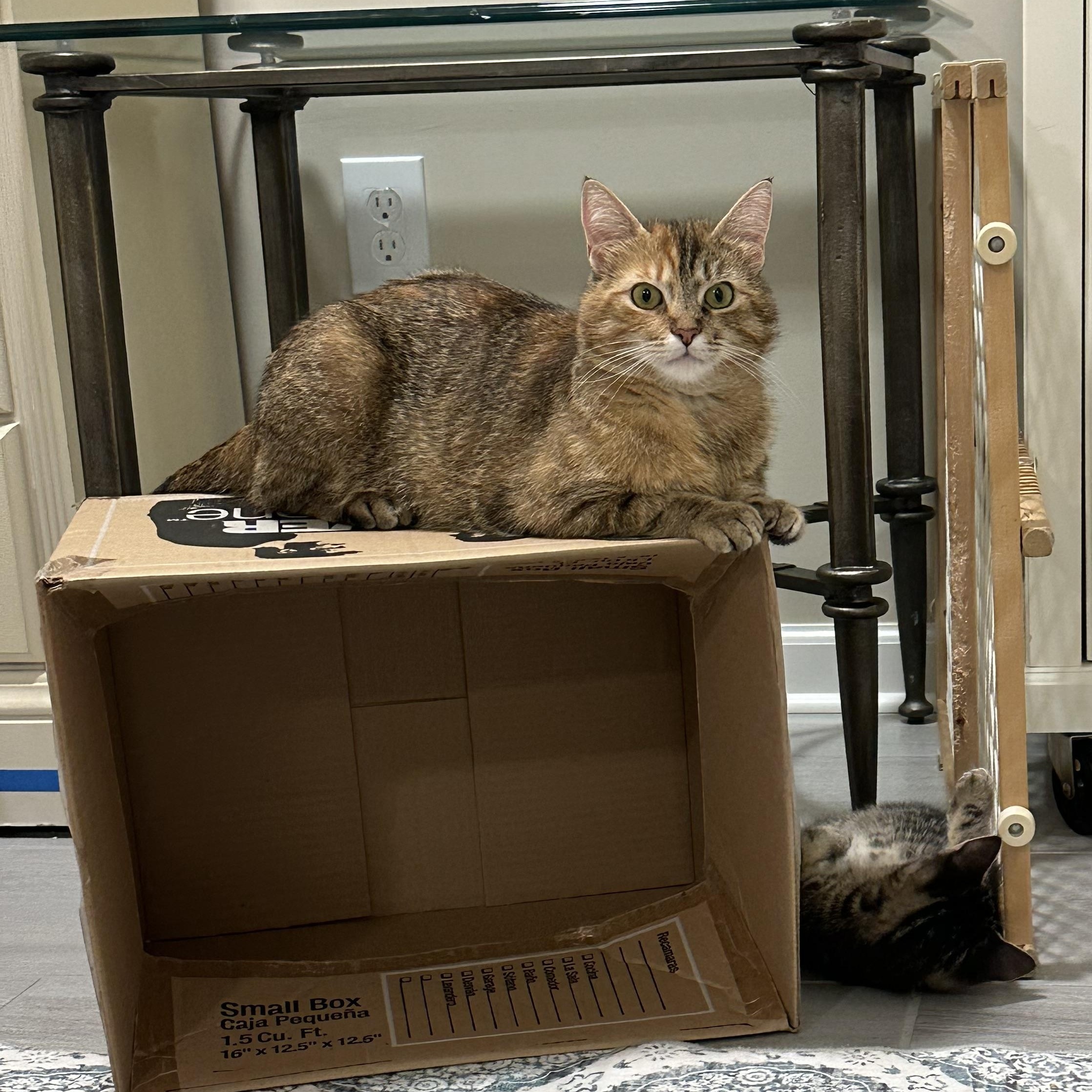 Enlarge Callie, a Adoptable Torbie in Frederick, MD image 1/3