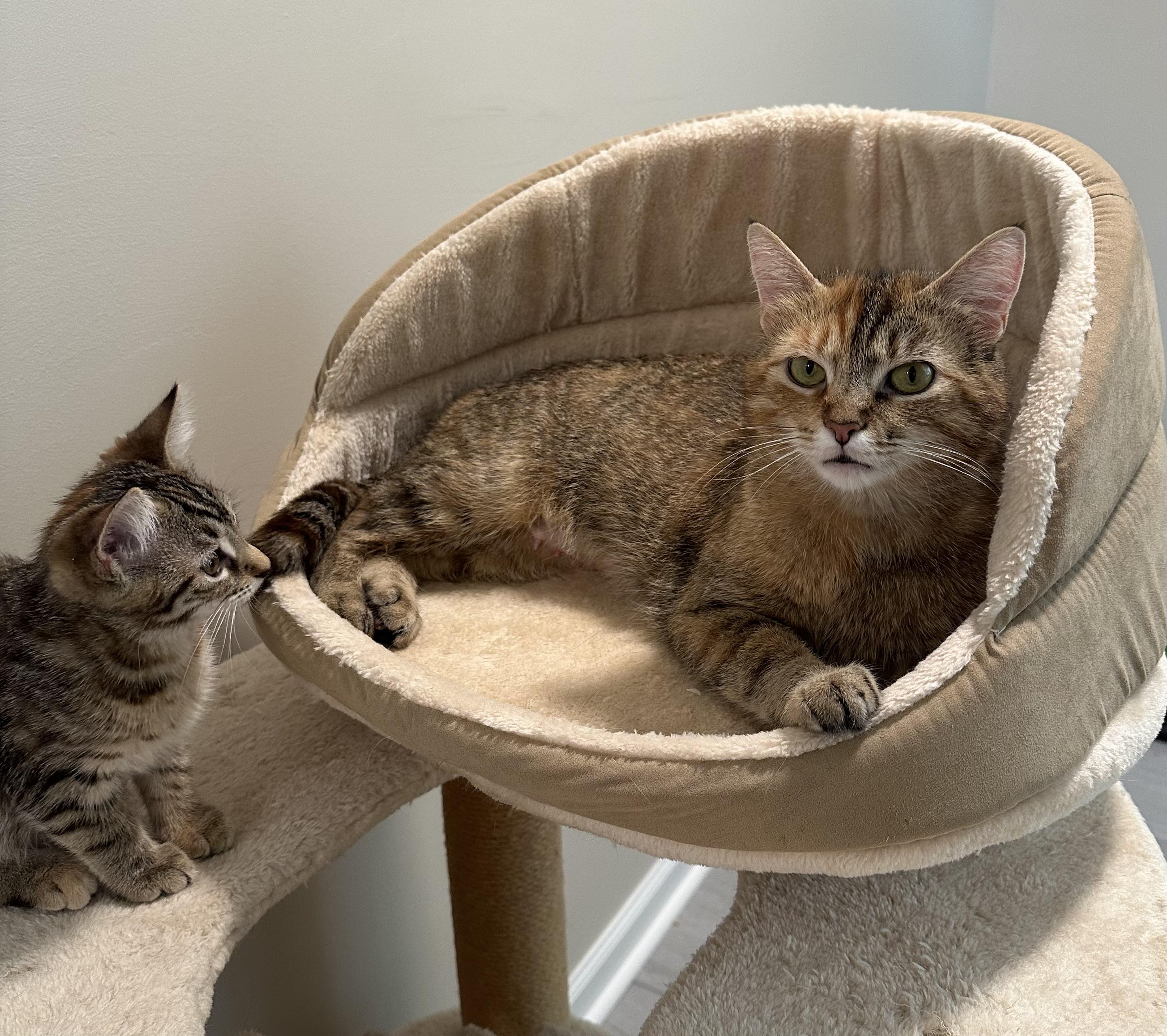 Enlarge Callie, a Adoptable Torbie in Frederick, MD image 3/3