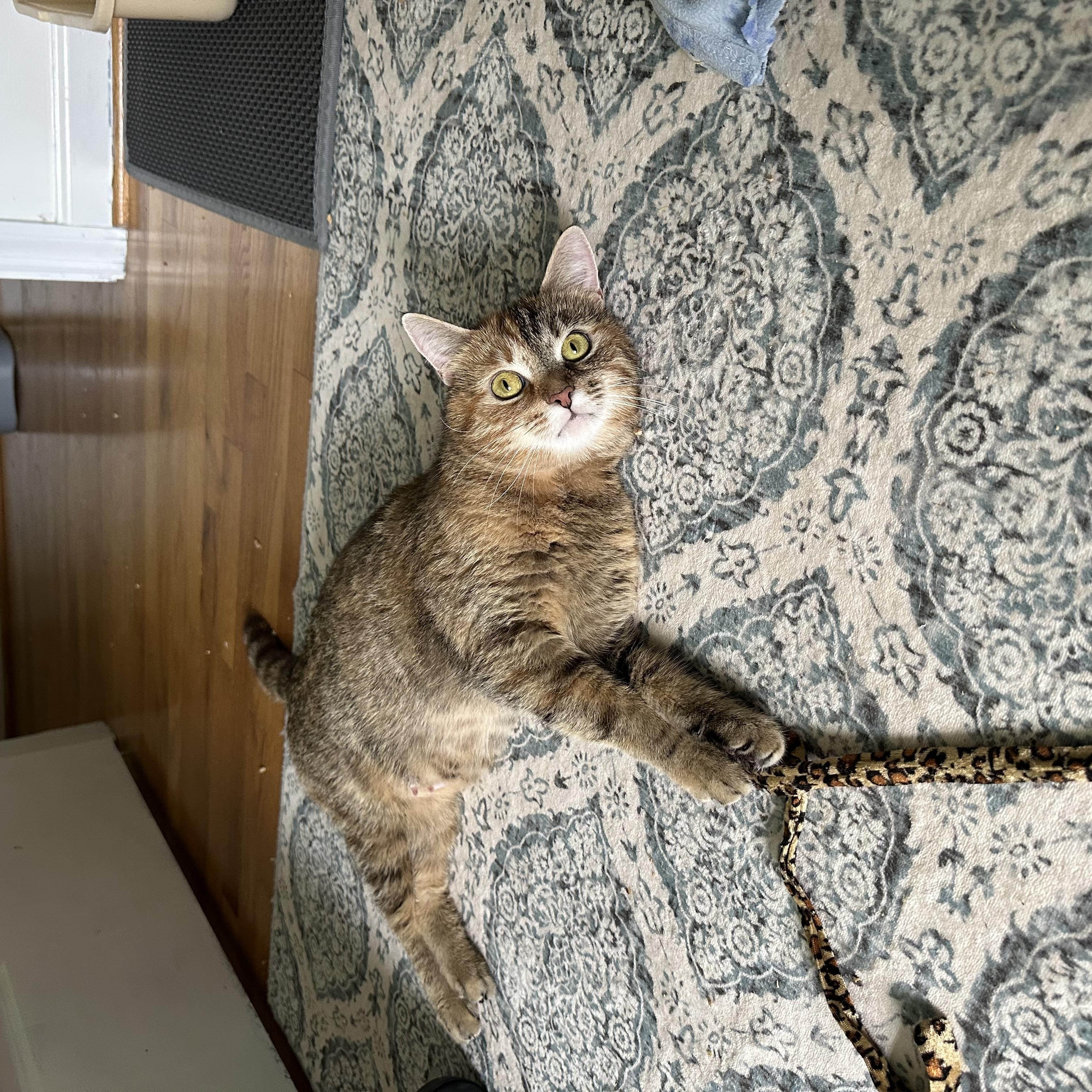 Enlarge Callie, a Adoptable Torbie in Frederick, MD image 2/3